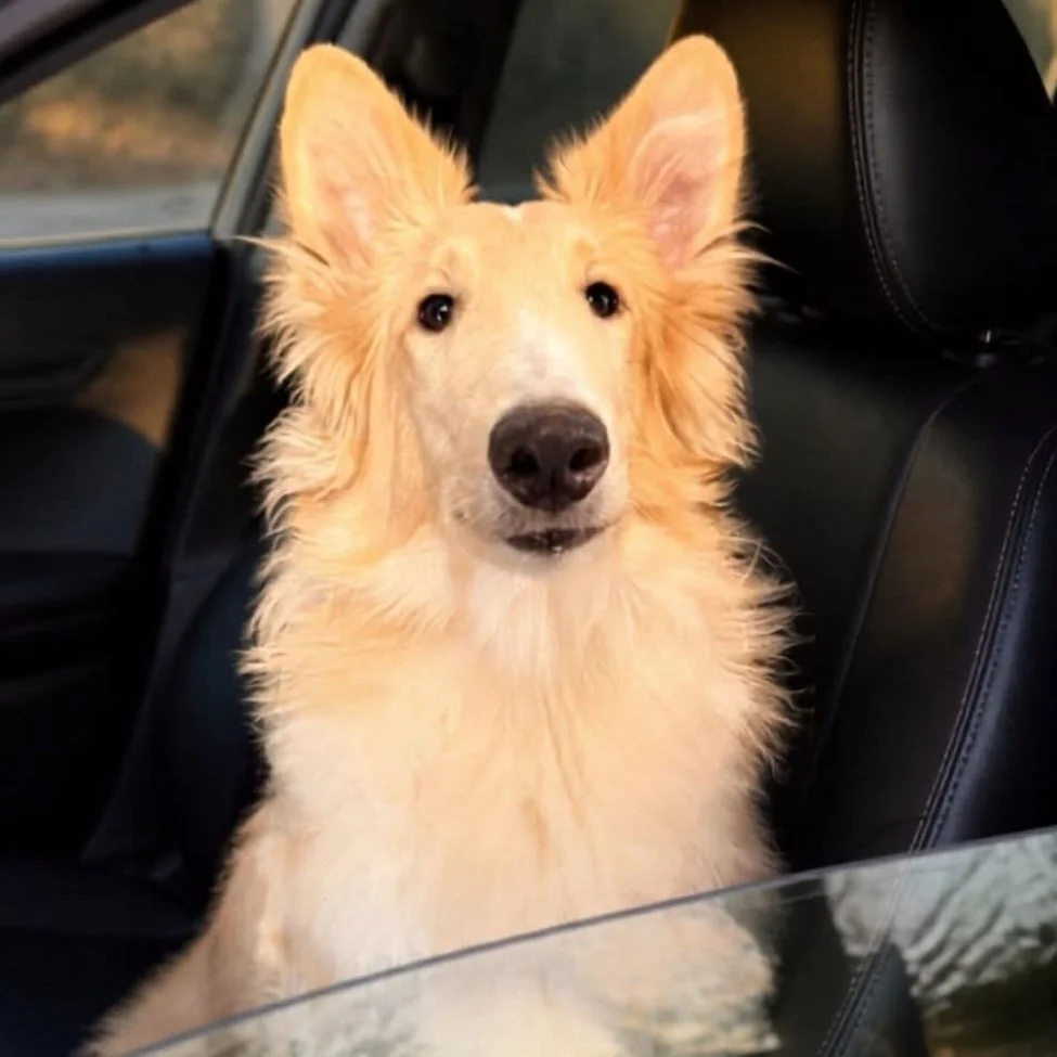 Archie 2.jpg