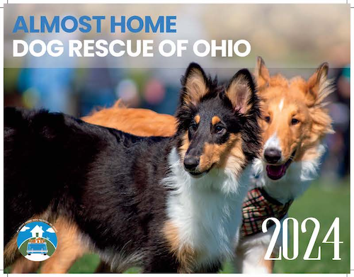 Lassie — Almost Home Dog Rescue of Ohio