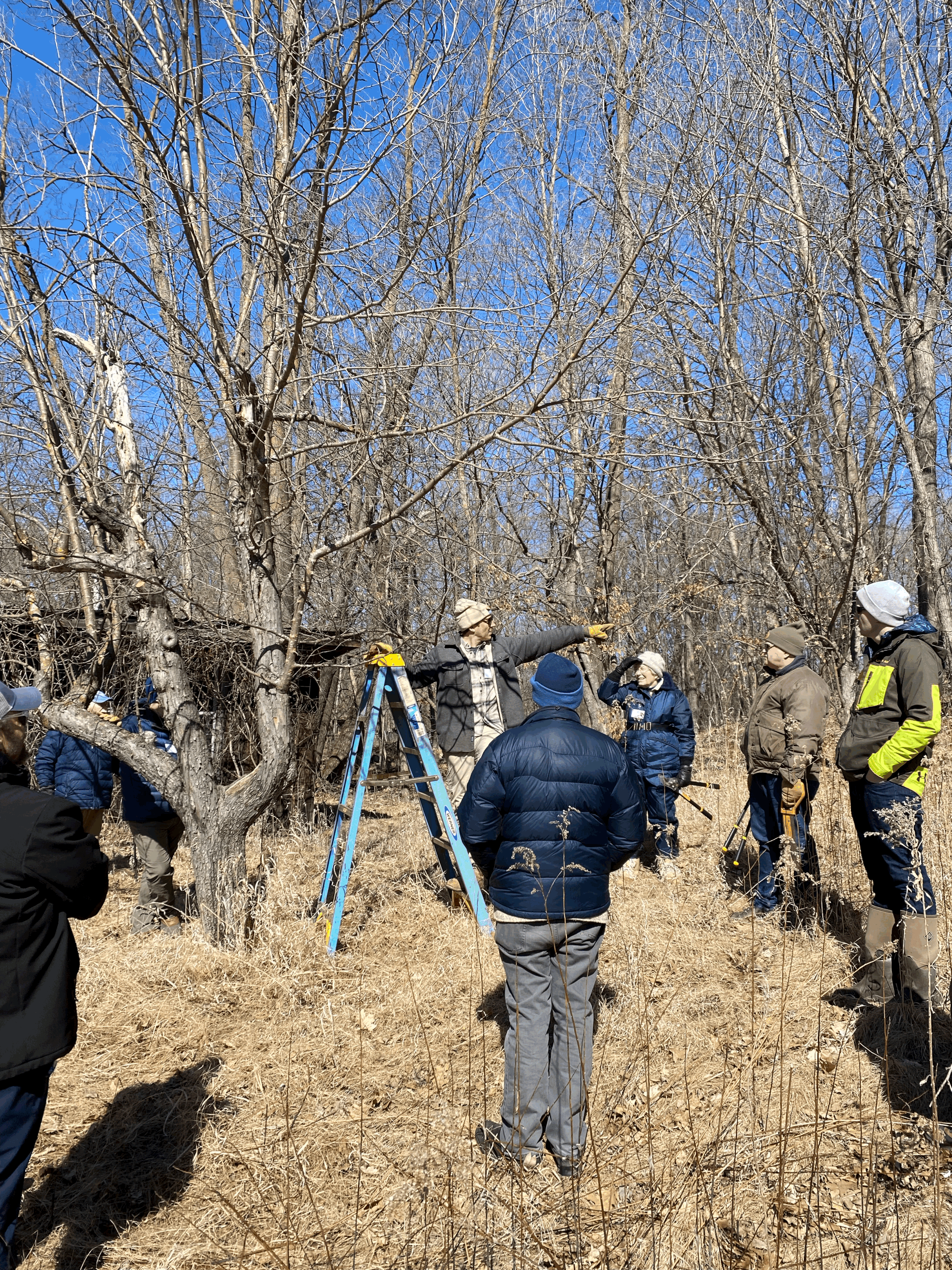 people gathered around an apple tree, learning to prune it