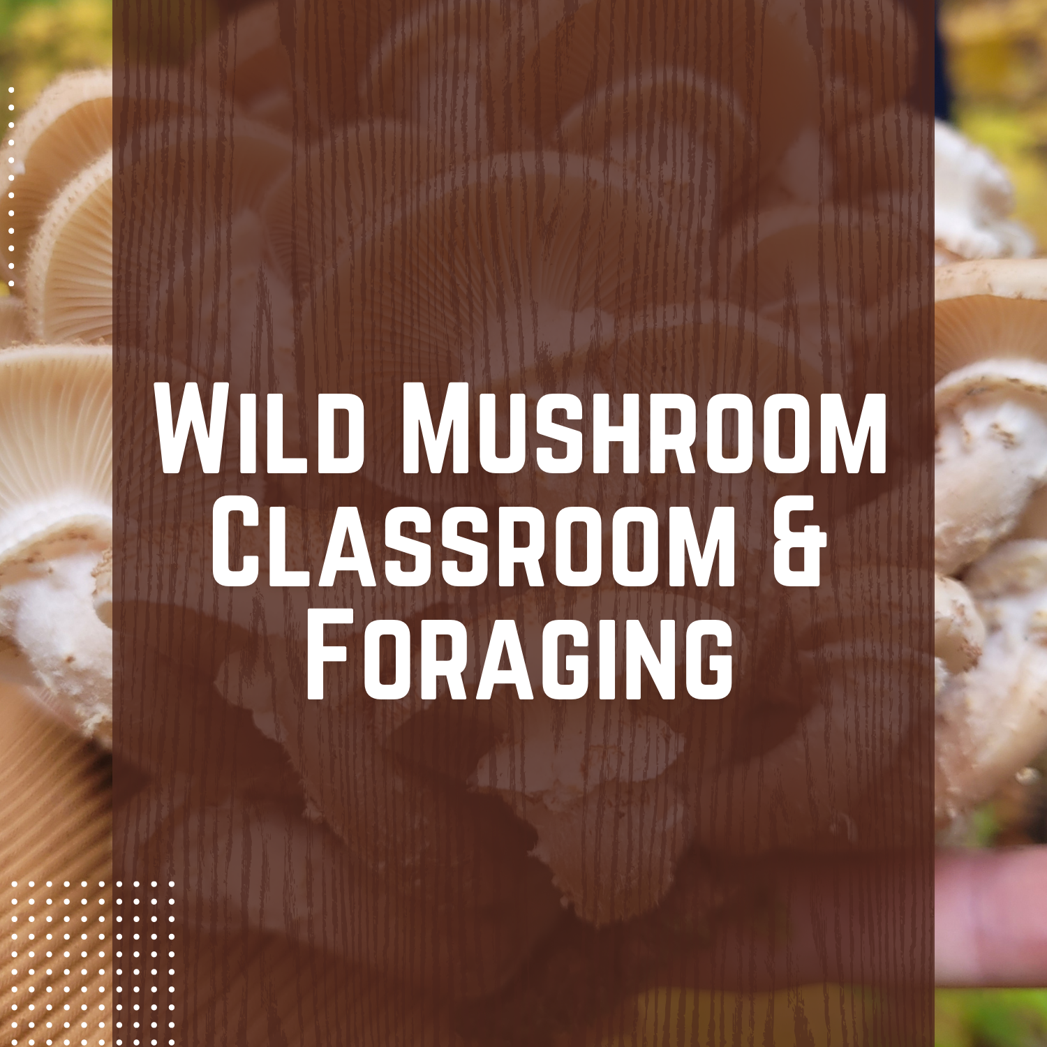 Wild Mushroom Classroom & Foraging