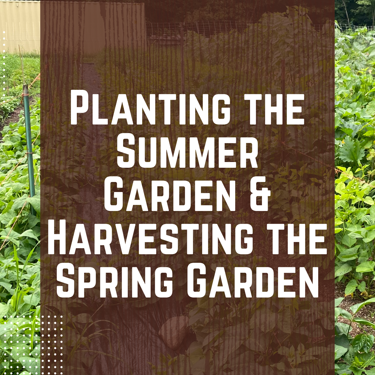 Planting the Summer Garden & Harvesting the Spring Garden