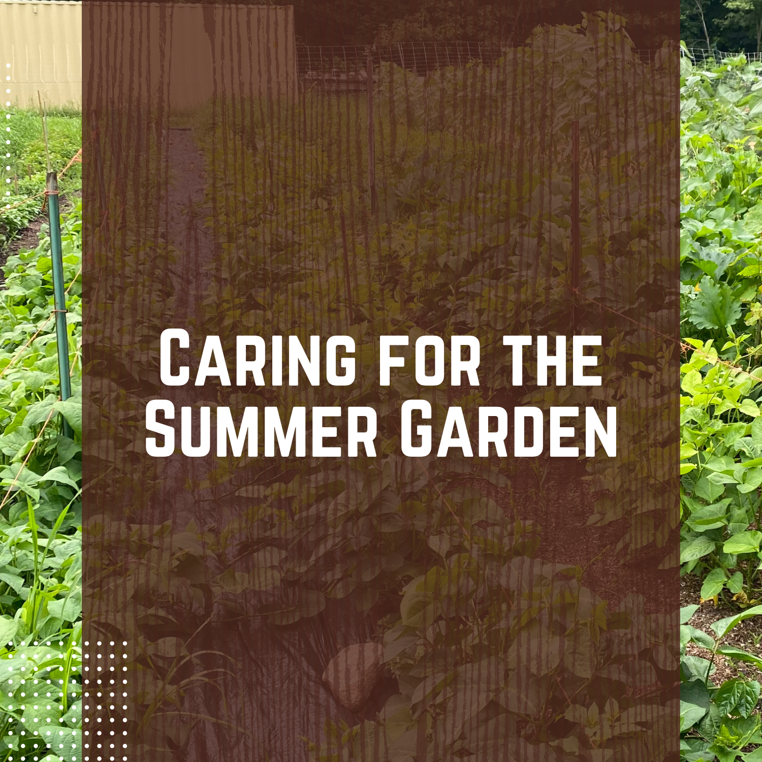 Caring for the Summer Garden