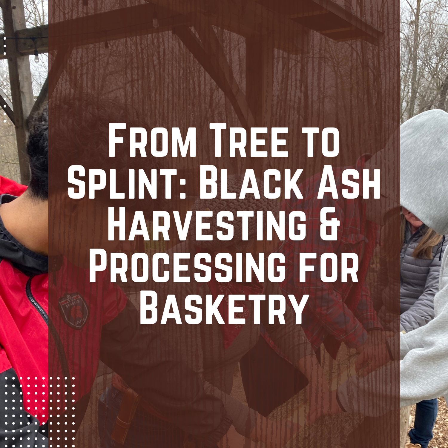 From Tree to Splint: Black Ash Harvesting &amp; Processing for Basketry