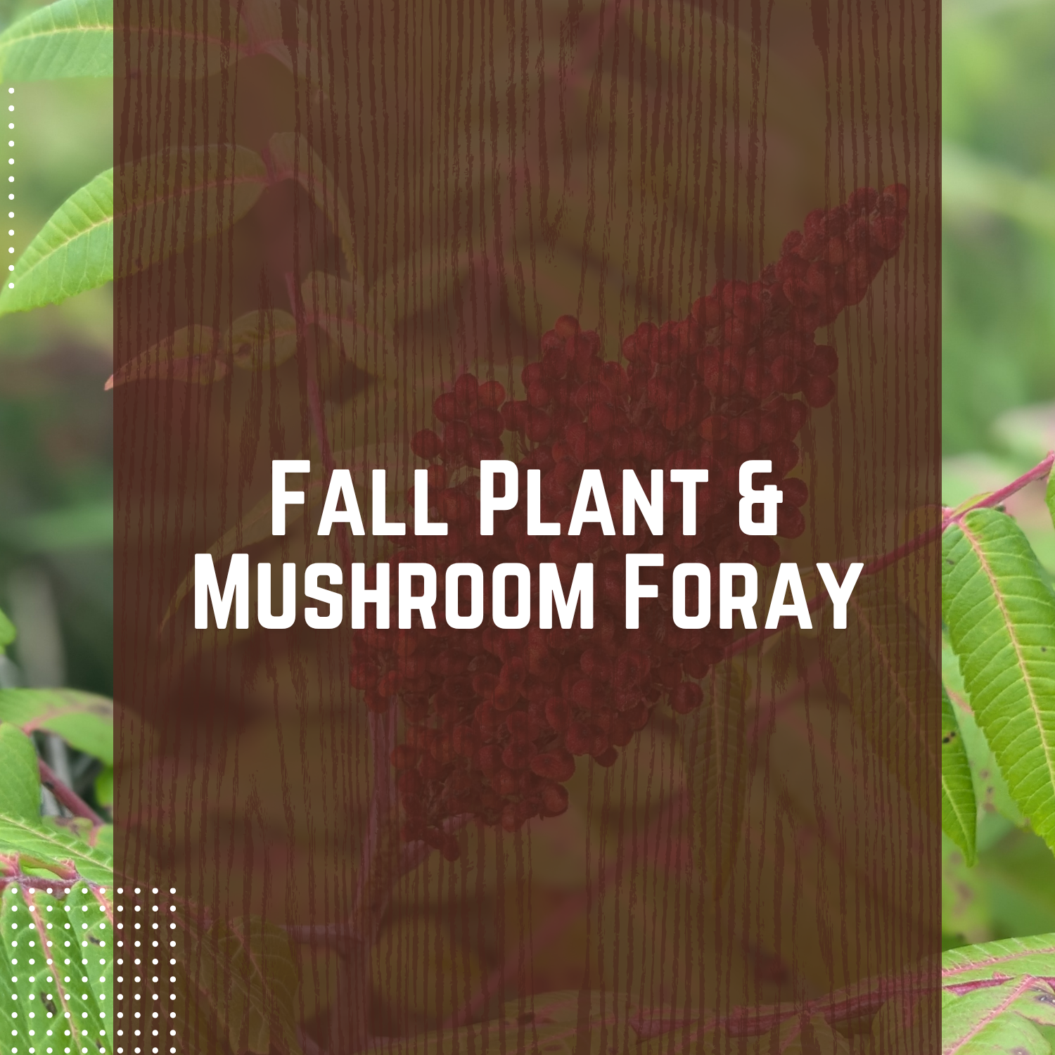 Fall Plant & Mushroom Foray