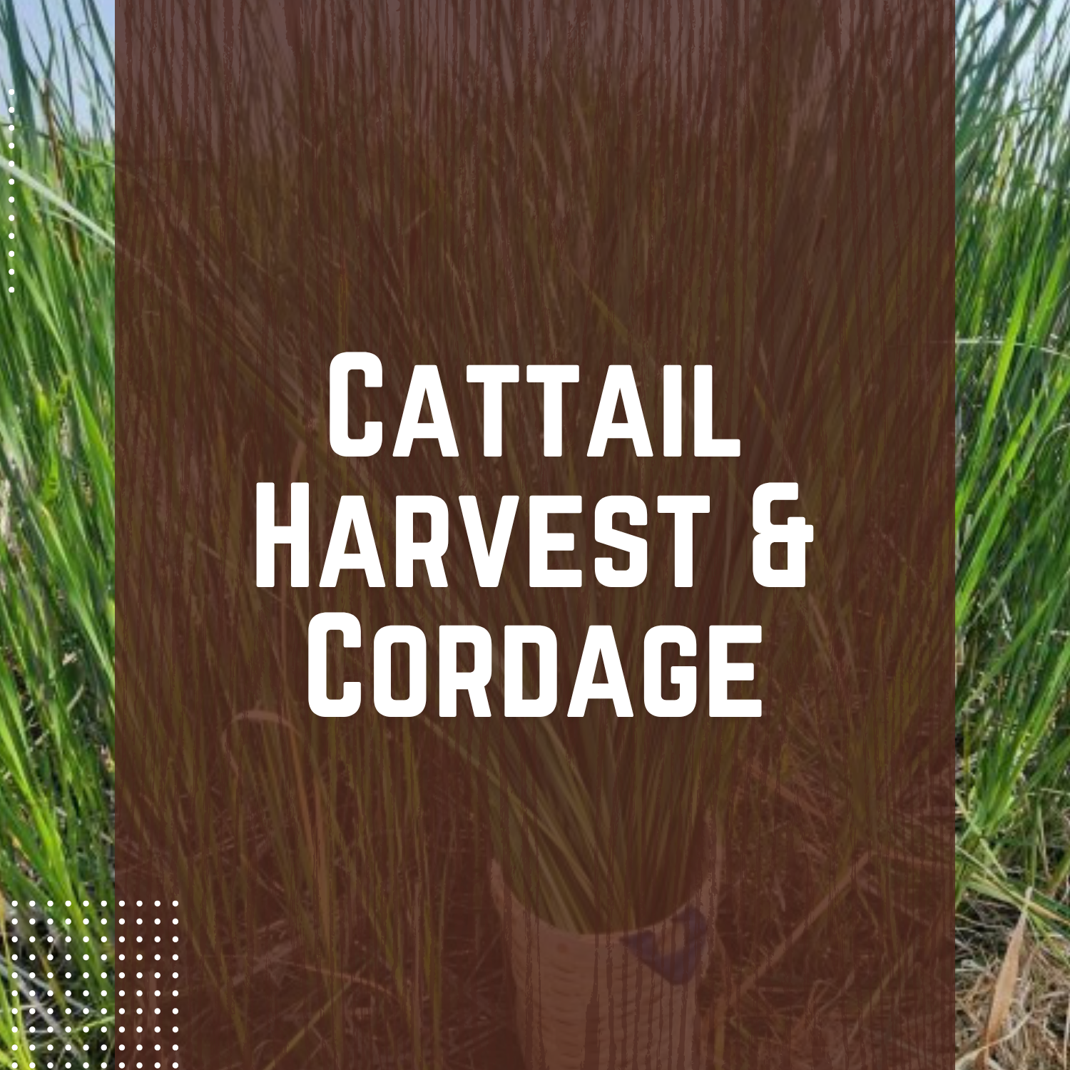 Cattail Harvest & Cordage