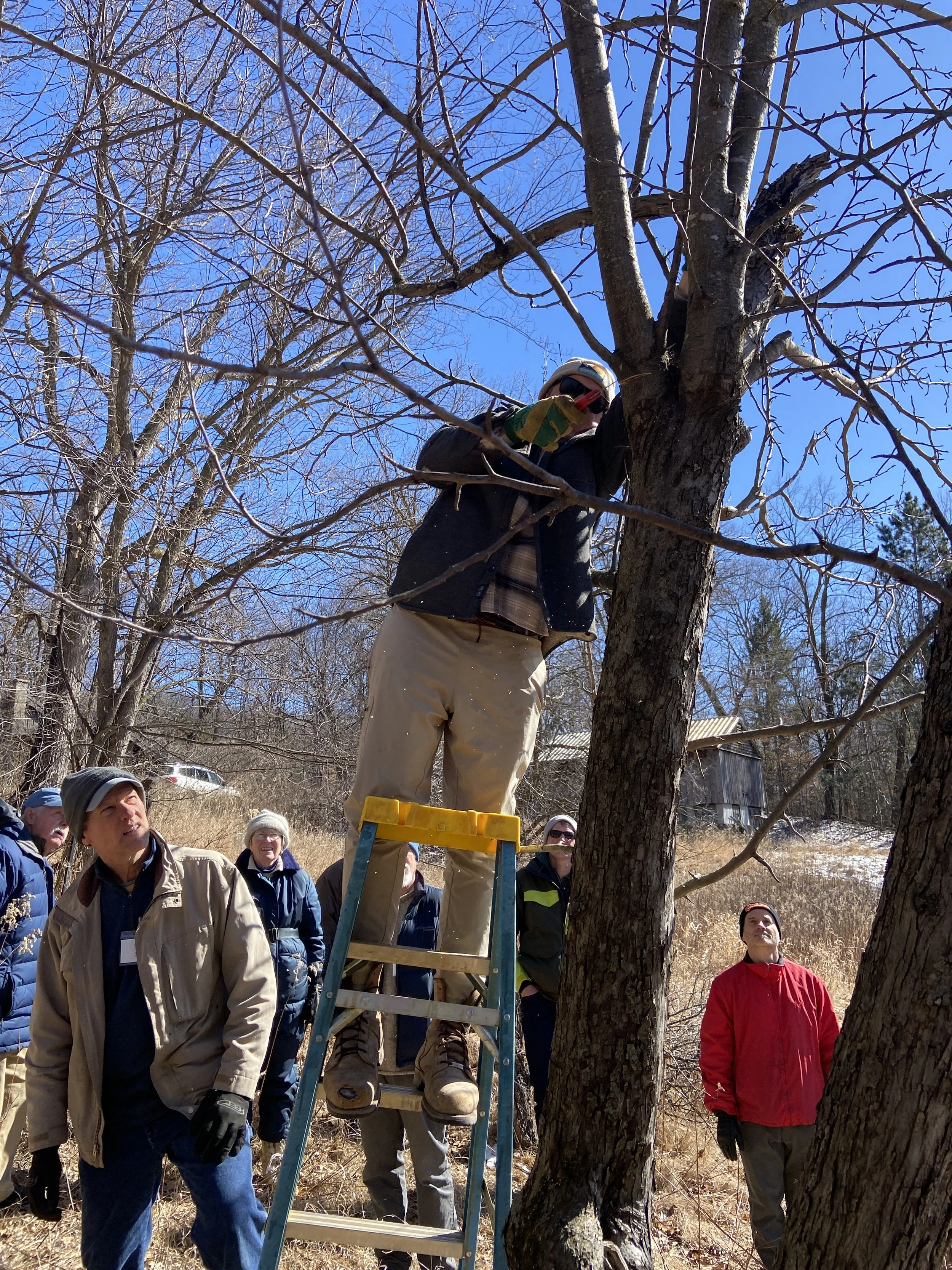 people gathered around an apple tree, learning to prune it