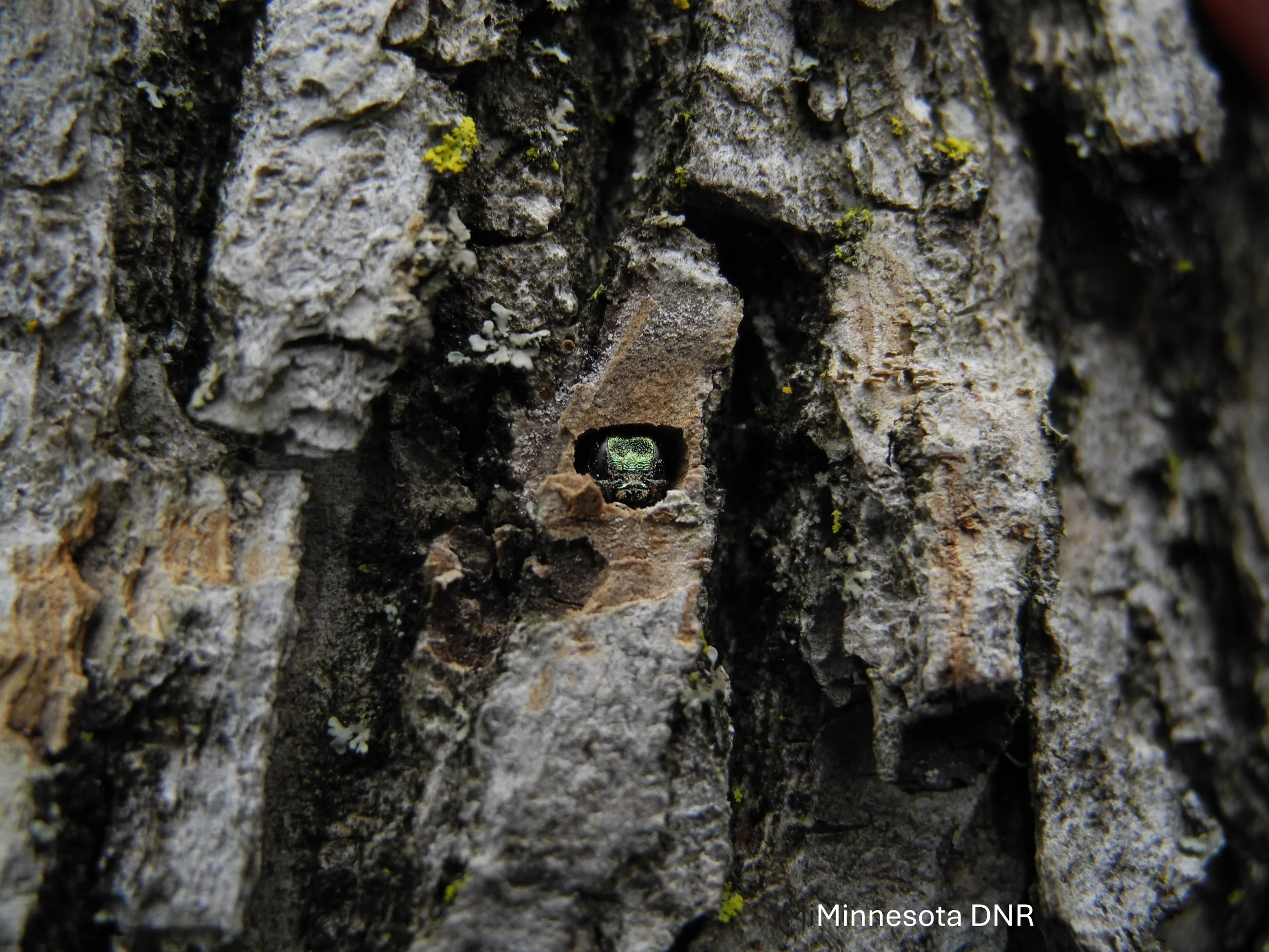 Folk School on Tap: The Emerald Ash Borer & Black Ash Basketry - June 6, 2026