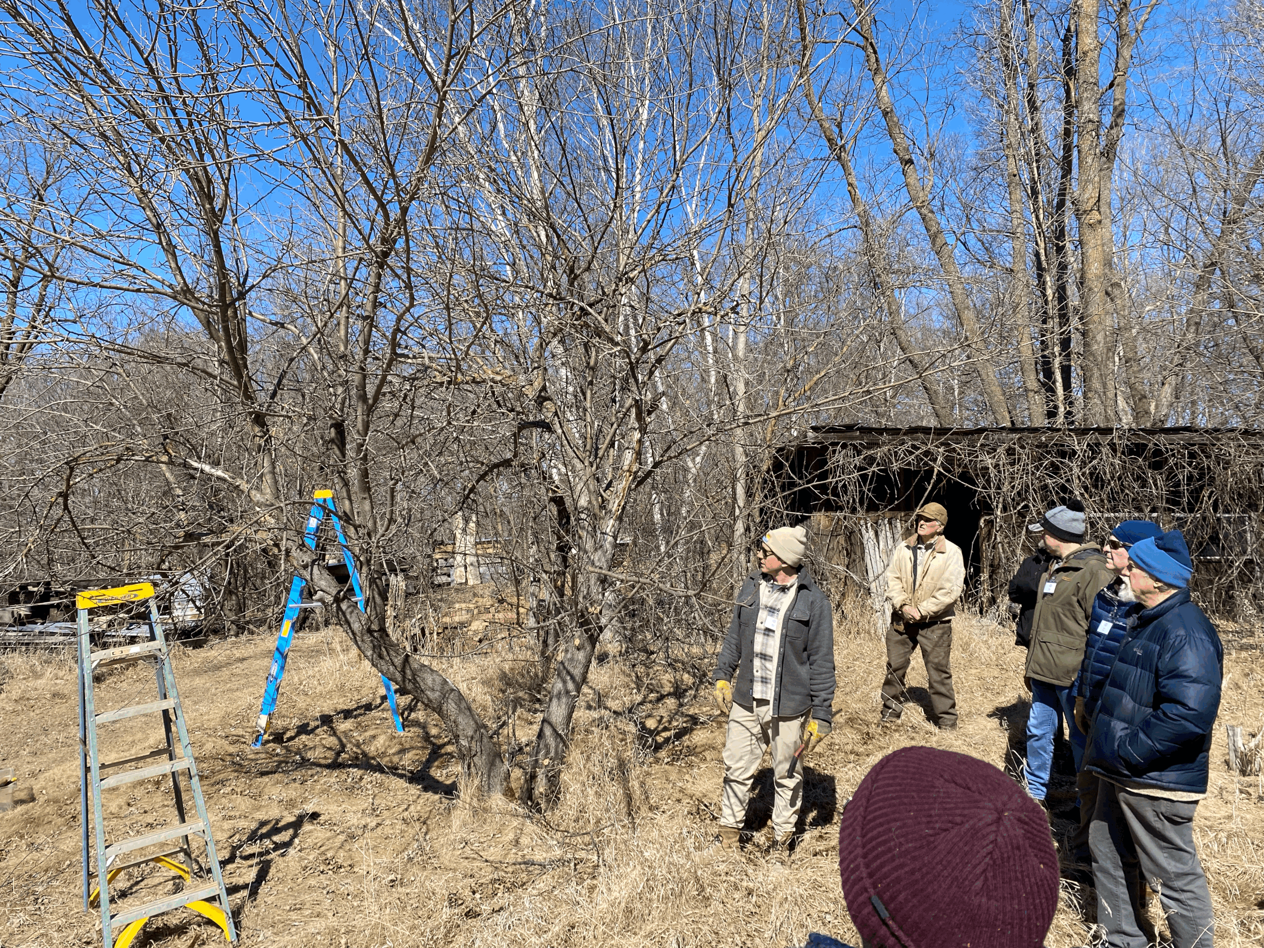 people gathered around an apple tree, learning to prune it