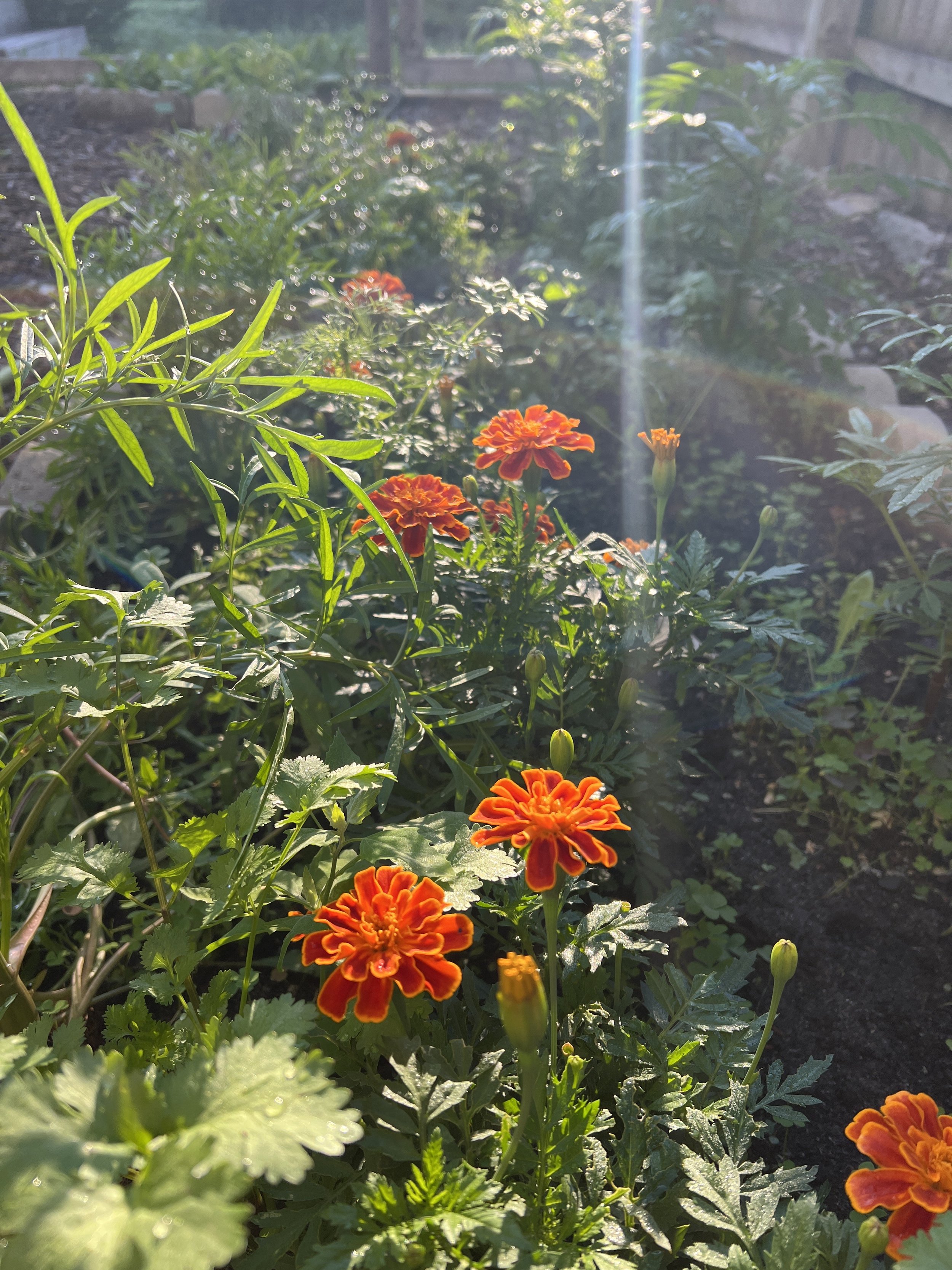 IMG_1355.jpeg