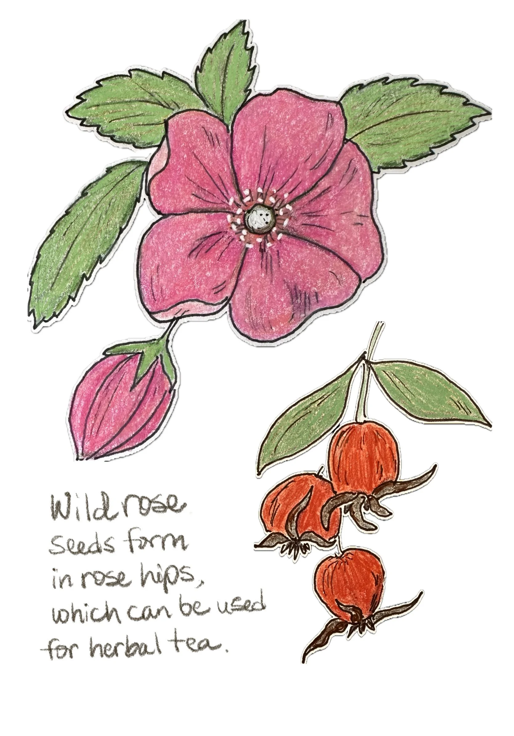 Wild_Rose_With_Rose_hips.JPG