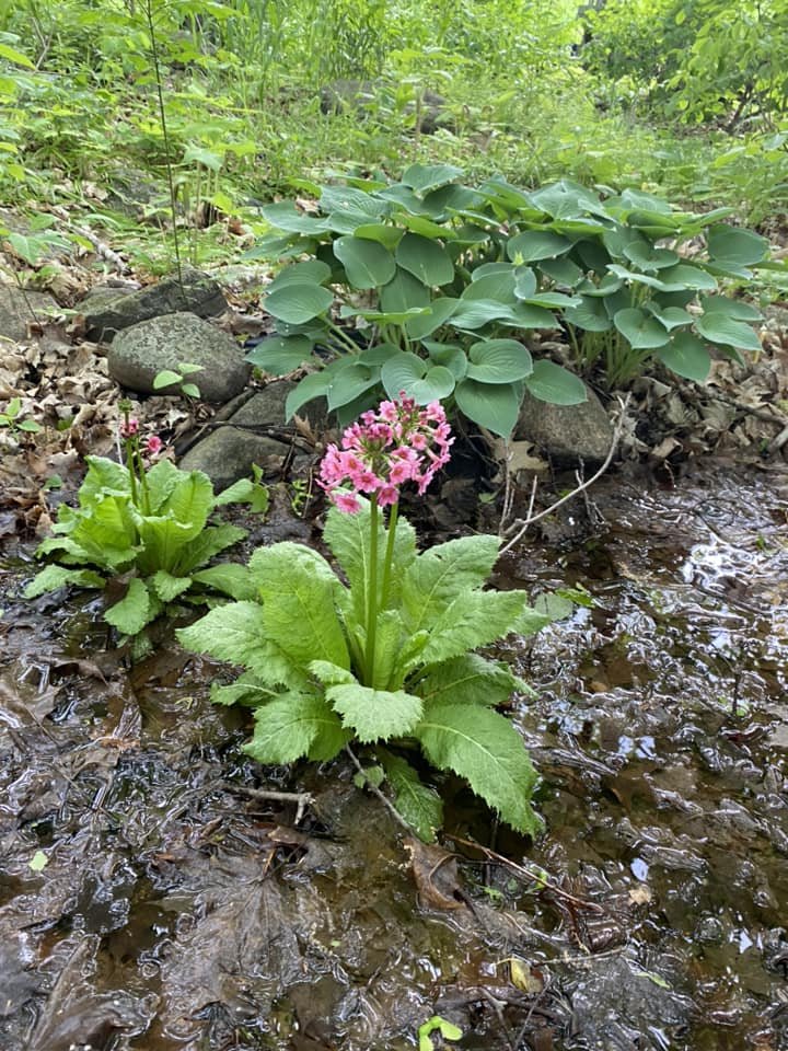 primrose.jpg