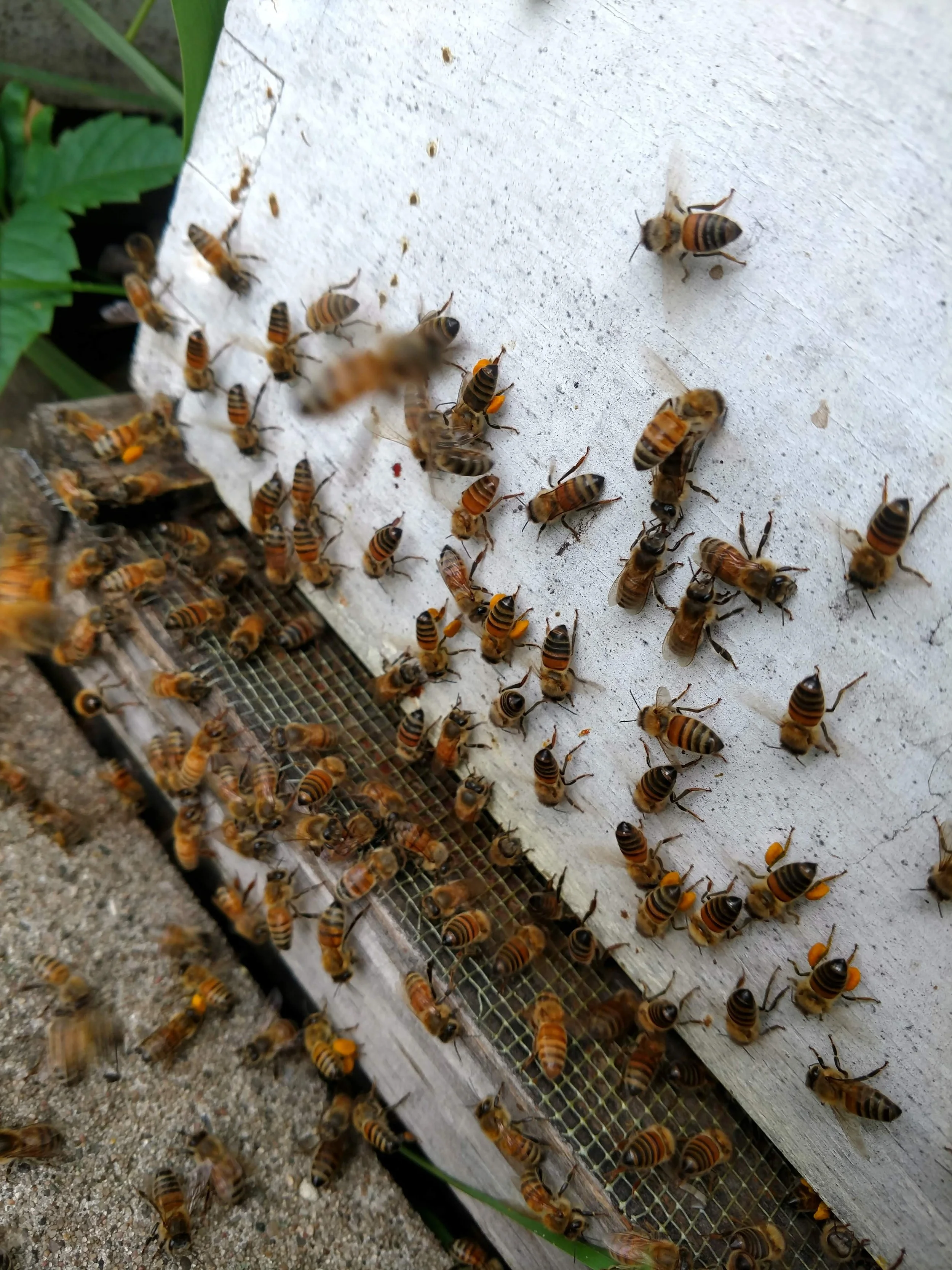 bee_pollen sacks.jpg
