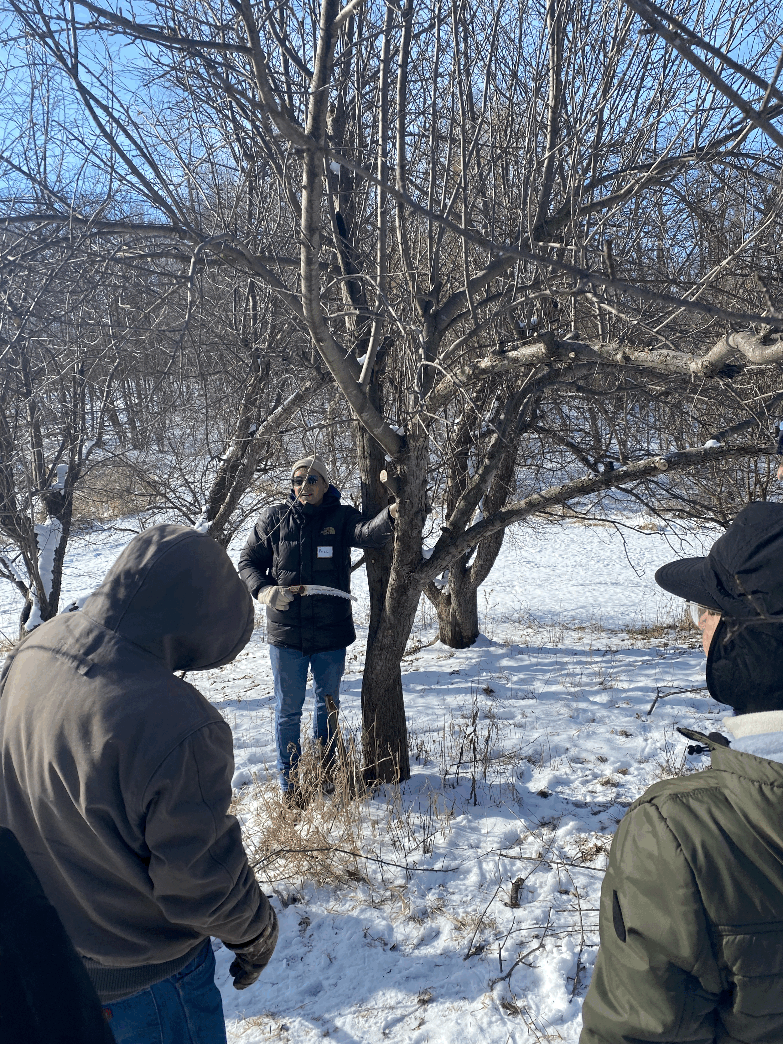 people gathered around an apple tree, learning to prune it