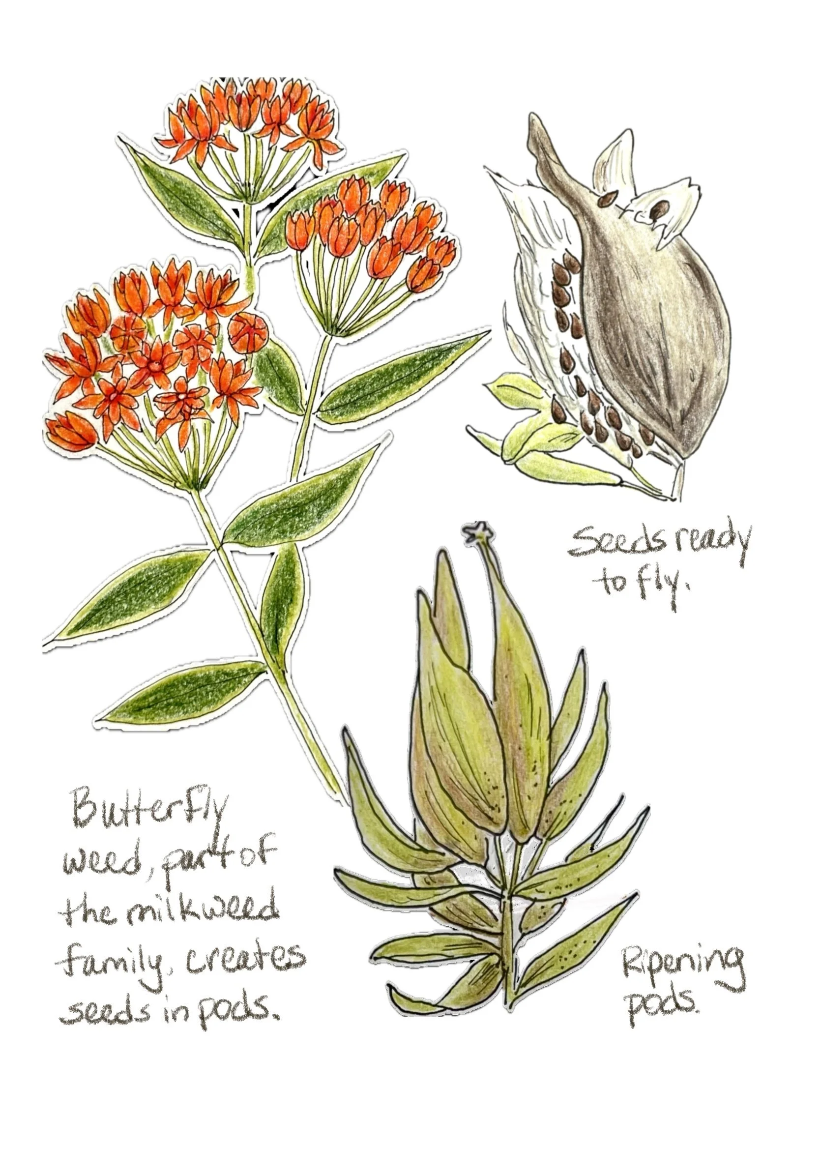Butterfly_Weed_With_Seed_Pods.JPG