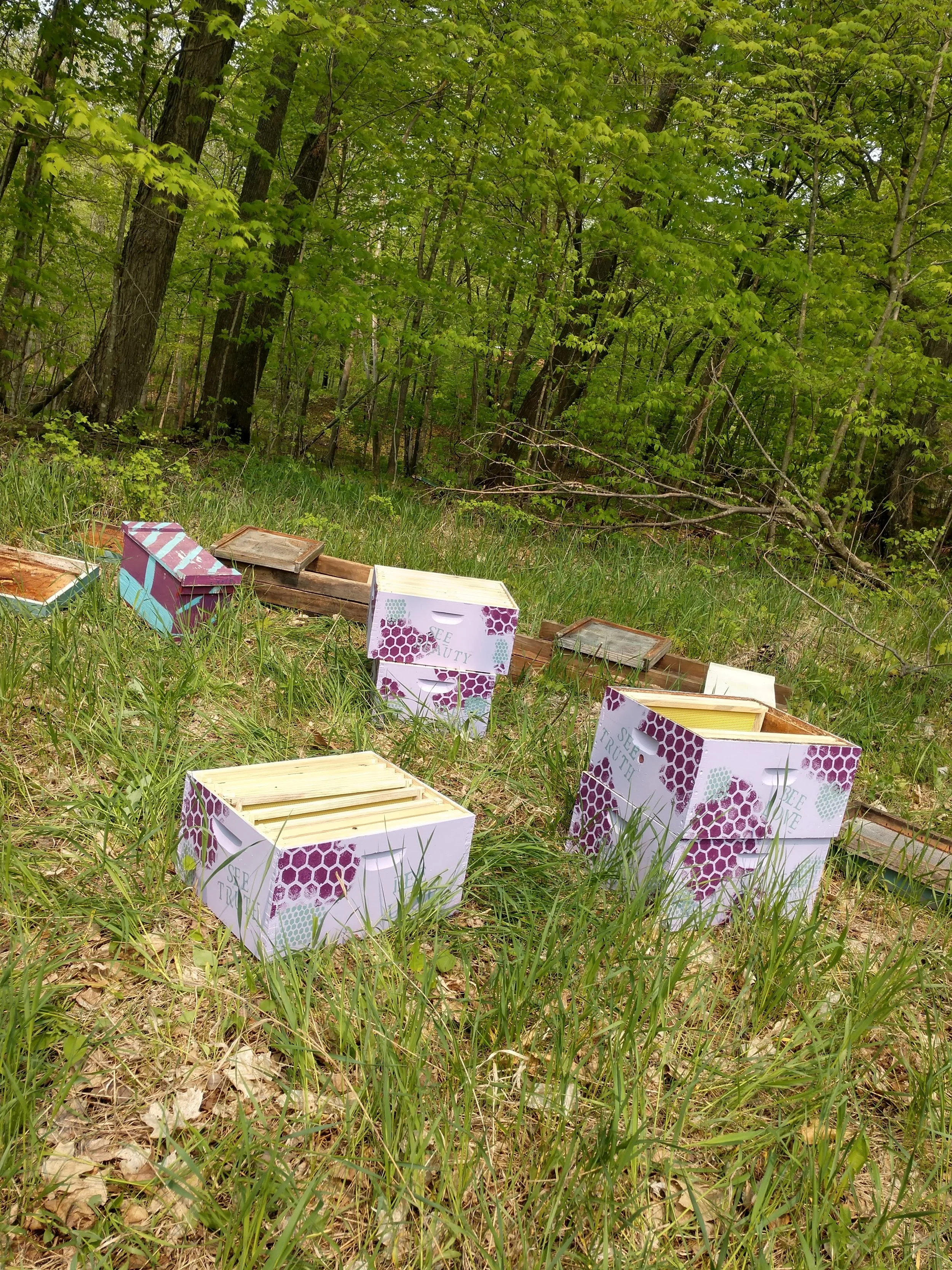 Spring_hives_nucs.jpg
