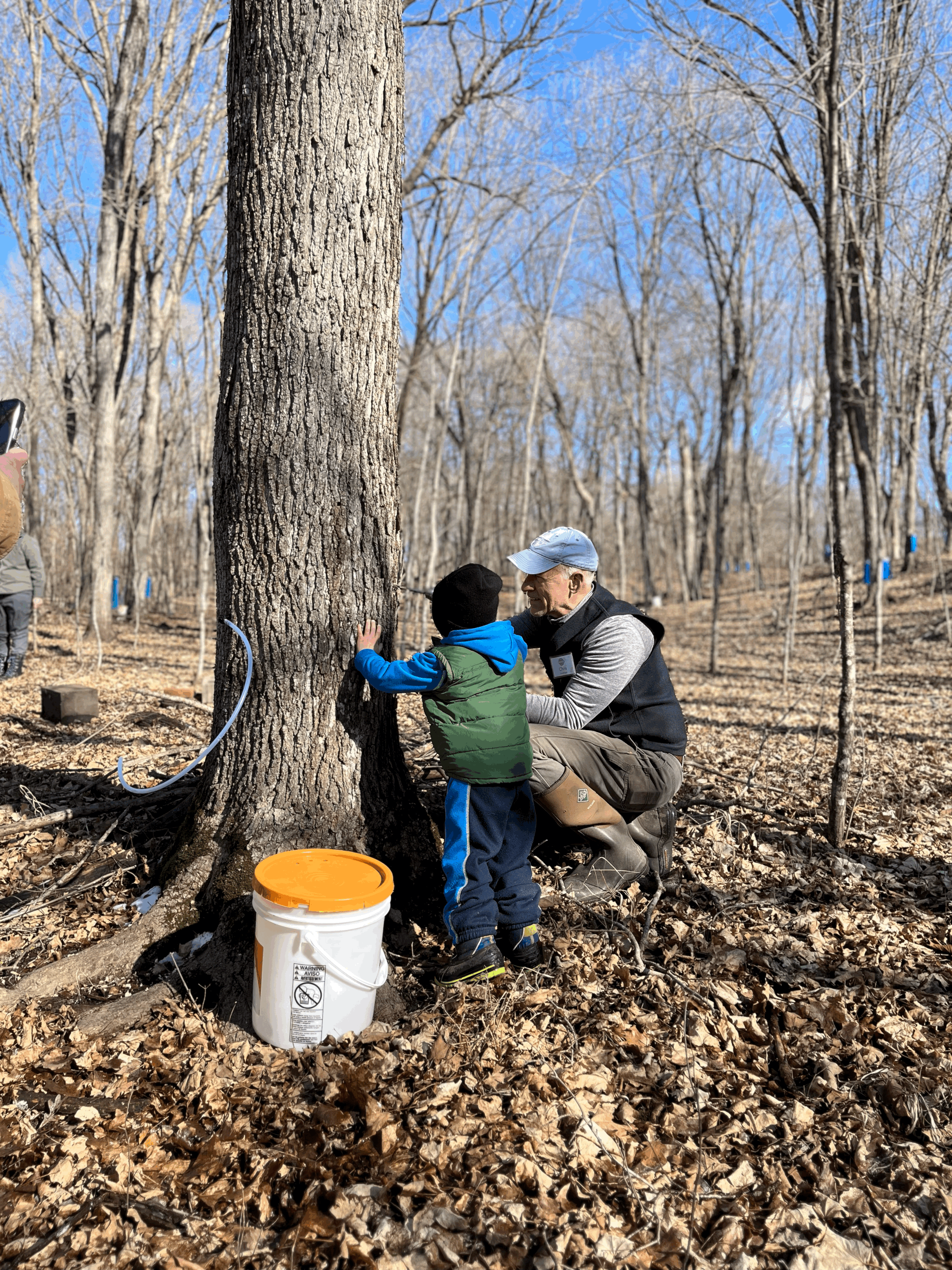 people in the woods learning about maple syruping
