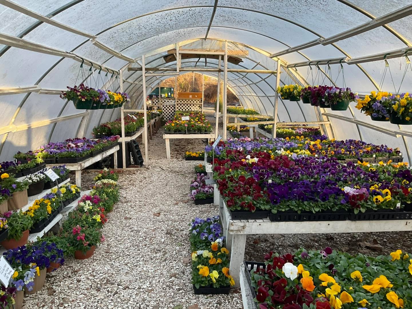 Cape Island Gardens. Come on Down Lots of beautiful plants. #pansies #pansiesflowers #pansies🌸 #annualspringflowers #annualspringflowersappreciation