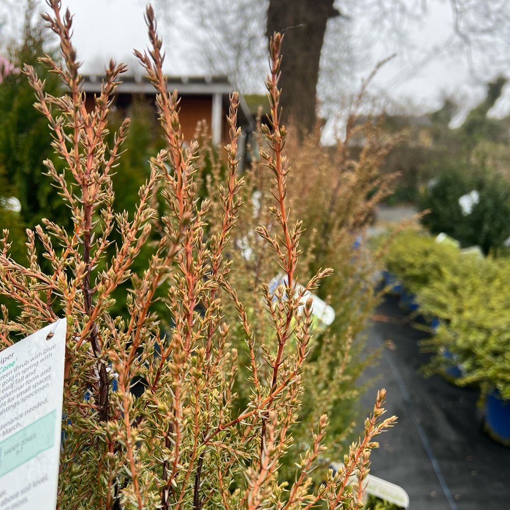 #juniper beautiful in many seasons! #earlyspring #springflowers