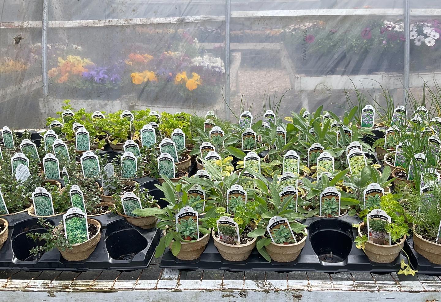 Cape Island Gardens Annuals-Perennials-Easter Flowers-Ornaments for your Garden Herbs and Veggies. Bring your Easter Basket and fill it with flowers. #easter #easterbasket #easterbunny #daffodils #daffodilseason #tulips #tulipseason #tulipsbouquet