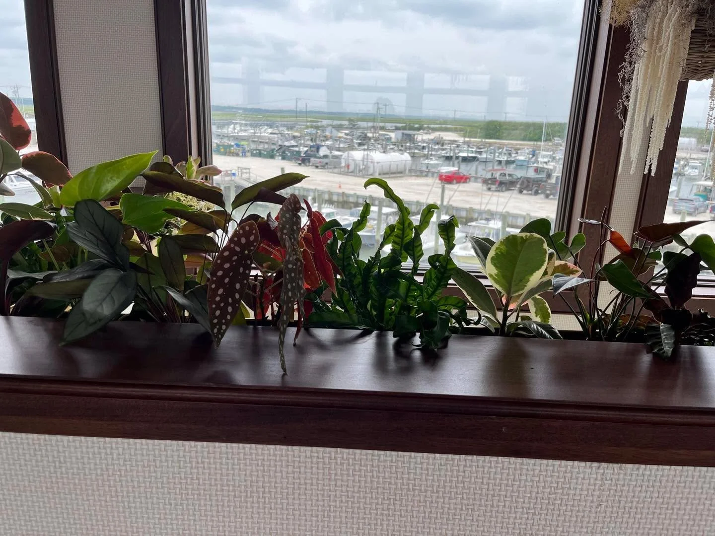 Cape Island Gardens beautiful plants and baskets at upstairs Port. #port #portmarina