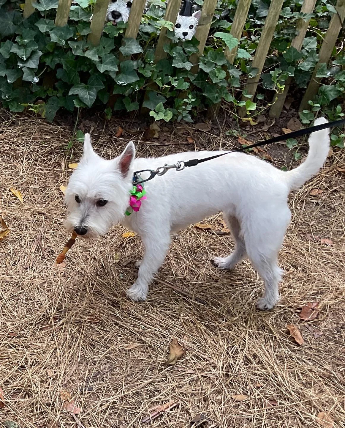 Cape Island Gardens Furry Friends of Cape Island Lily just got her haircut and she has her cookie in her mouth. #westiemoments #westielove #westielife #westietude