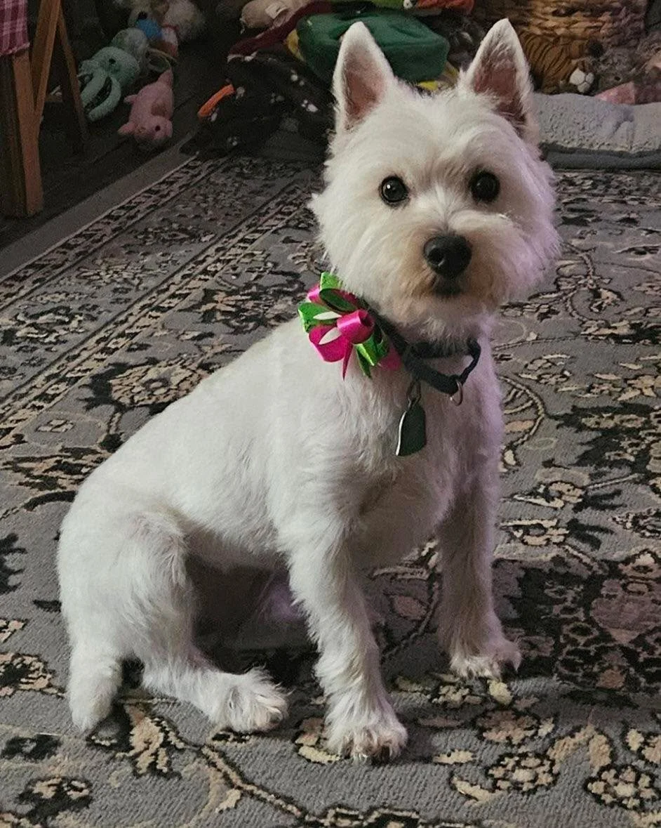 Furry 

Friends of Cape Island Watching the Phillies game last night-Aw gee Mom tell me it&rsquo;s not happening again? #westiesports #philliesbaseball