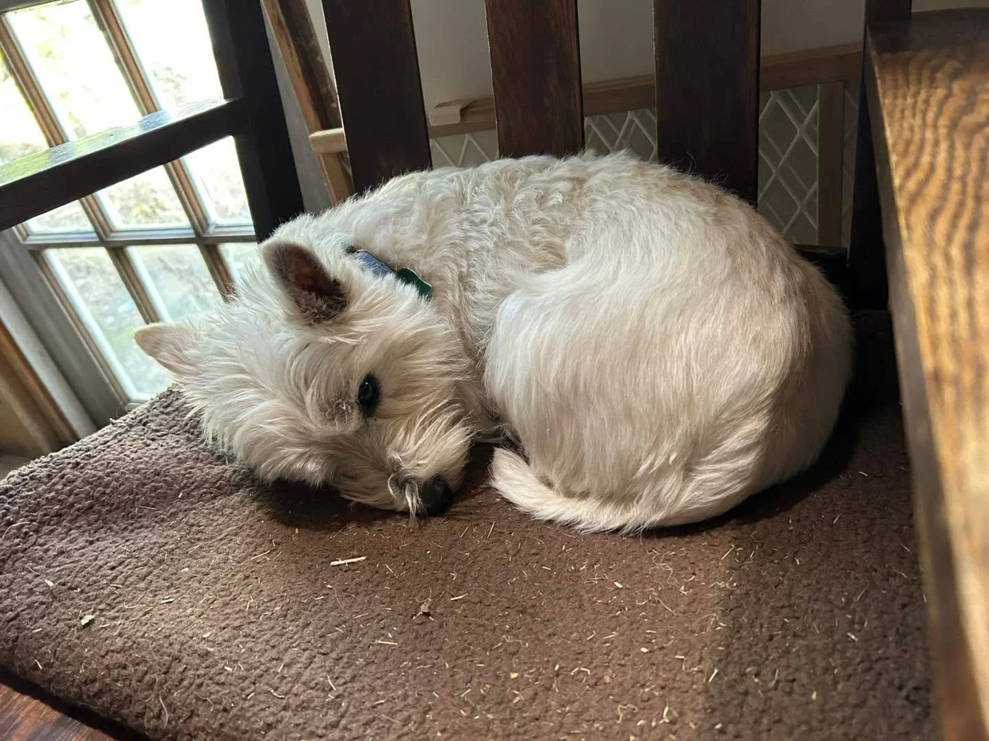 Furry Friends at Cape Island Gardens My office assistant today is on a nap break.  #westiesnapping #westiesrule #westiesmoments #westieslife