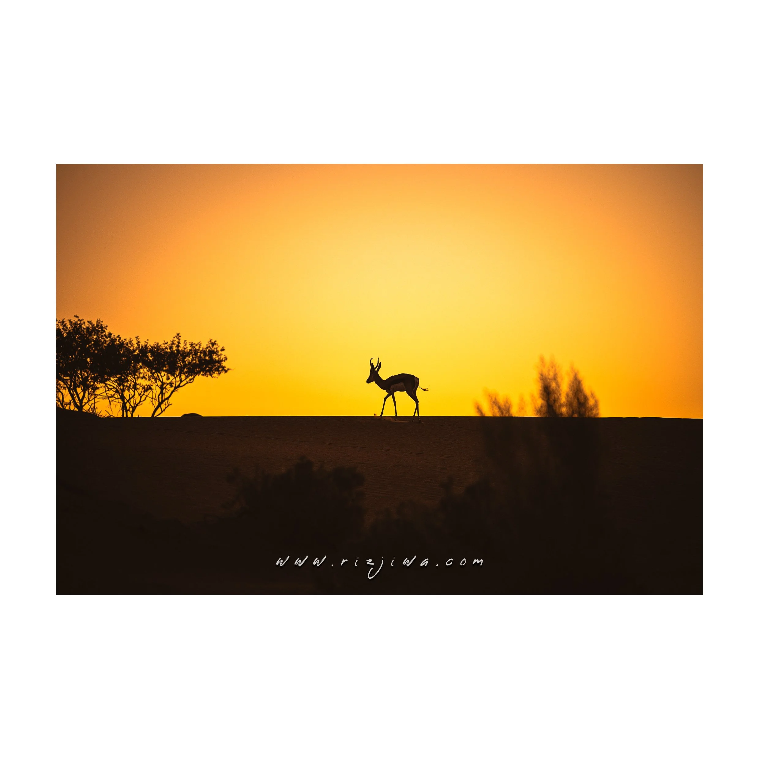 Silhouette of an antelope walking on a hill at sunset with trees in the background and an orange sky.