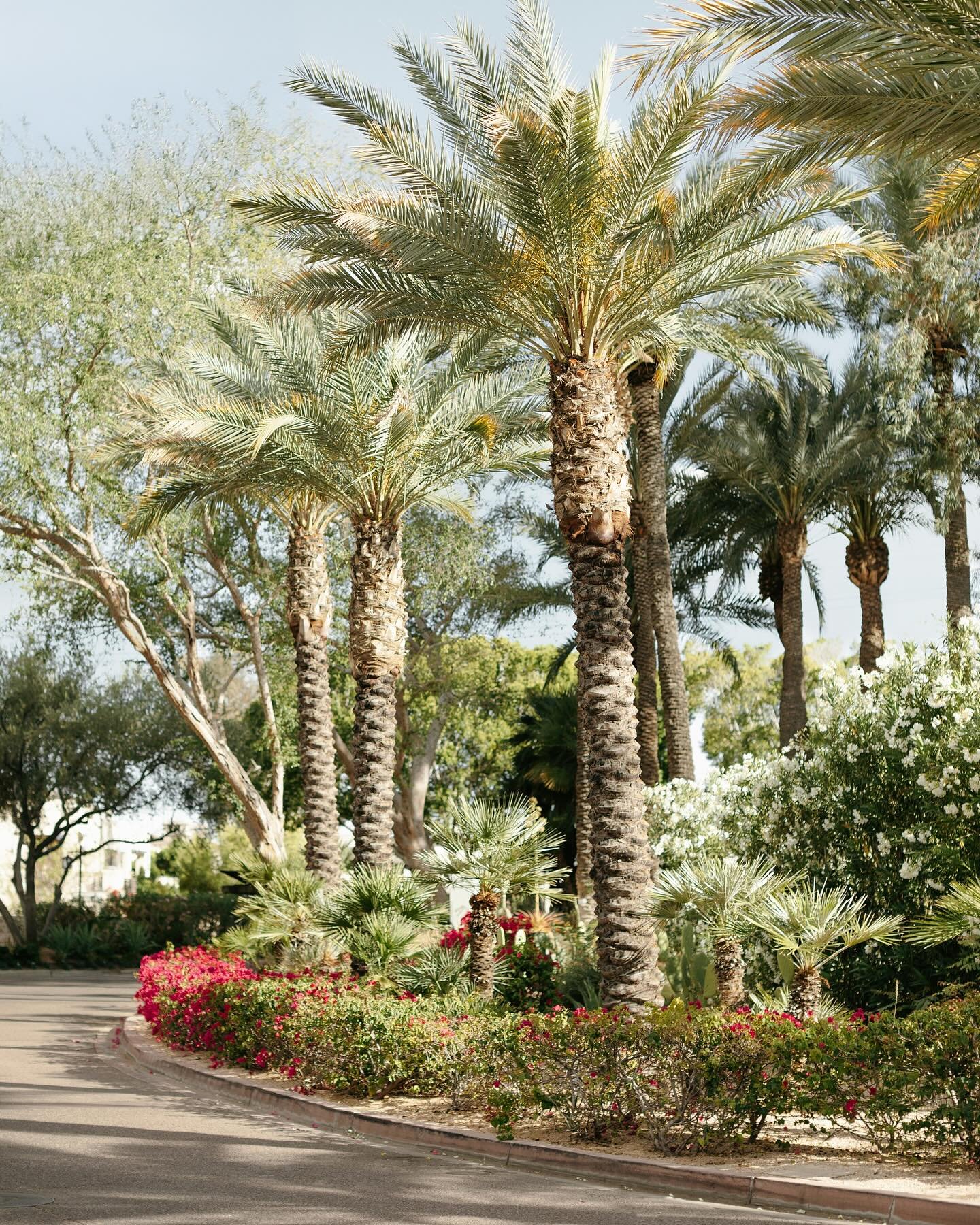 Arizona season has begun!

Getting so excited to create with the desert landscapes again &mdash; and can&rsquo;t wait for all of the beautiful weddings, collabs, and shoots ahead. 

Now booking fall and winter sessions in the Scottsdale area! Flexibl