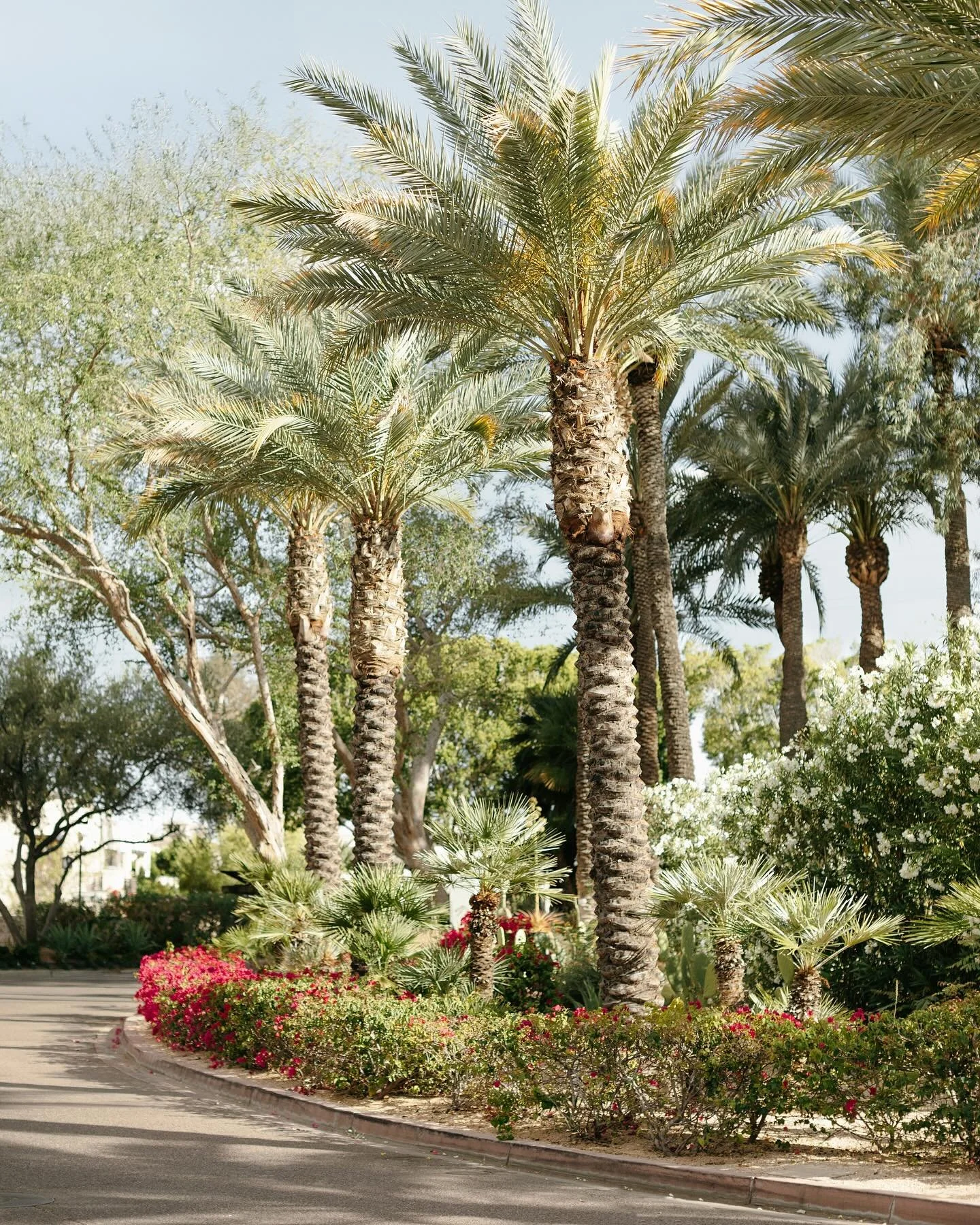 Arizona season has begun!

Getting so excited to create with the desert landscapes again &mdash; and can&rsquo;t wait for all of the beautiful weddings, collabs, and shoots ahead. 

Now booking fall and winter sessions in the Scottsdale area! Flexibl