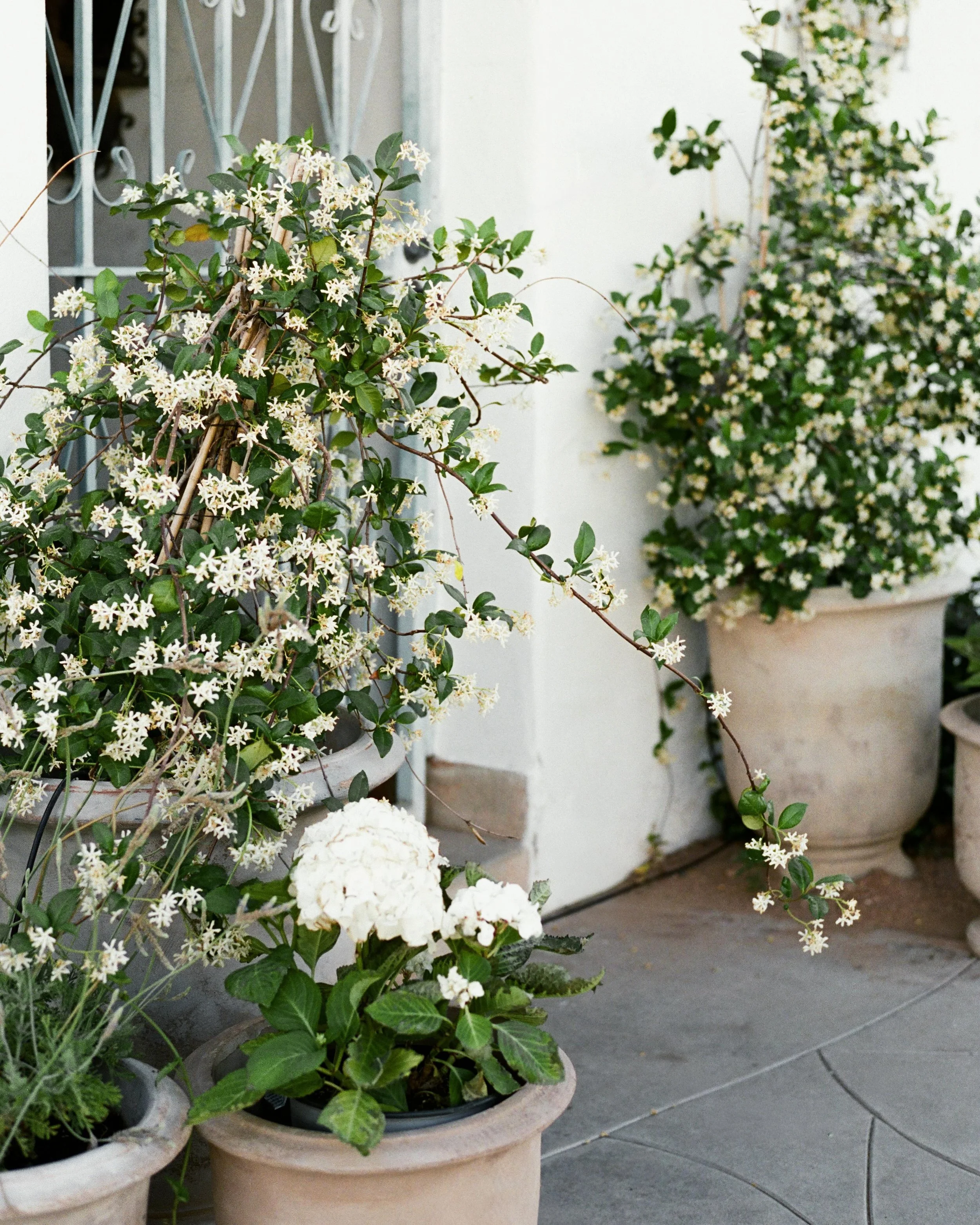 All the sunny and joyous details from Christine and Jake&rsquo;s celebration at La Estancia. 

Captured on digital and 35mm film. 

&mdash;

Photo: @hael.studio 
Planner: @lakievents x @taylor_lakievents 
Content: @brittany.hanguyen 
Ceremony space: 