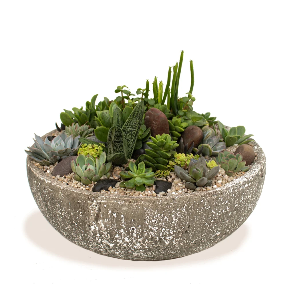 Santa Cruz  Cactus & Tropicals