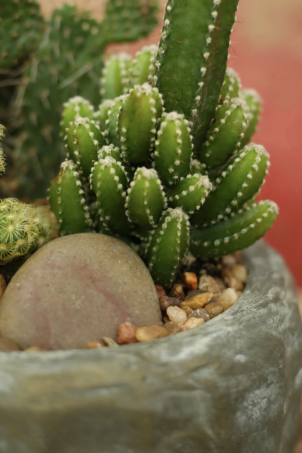 San Antonio  Cactus & Tropicals
