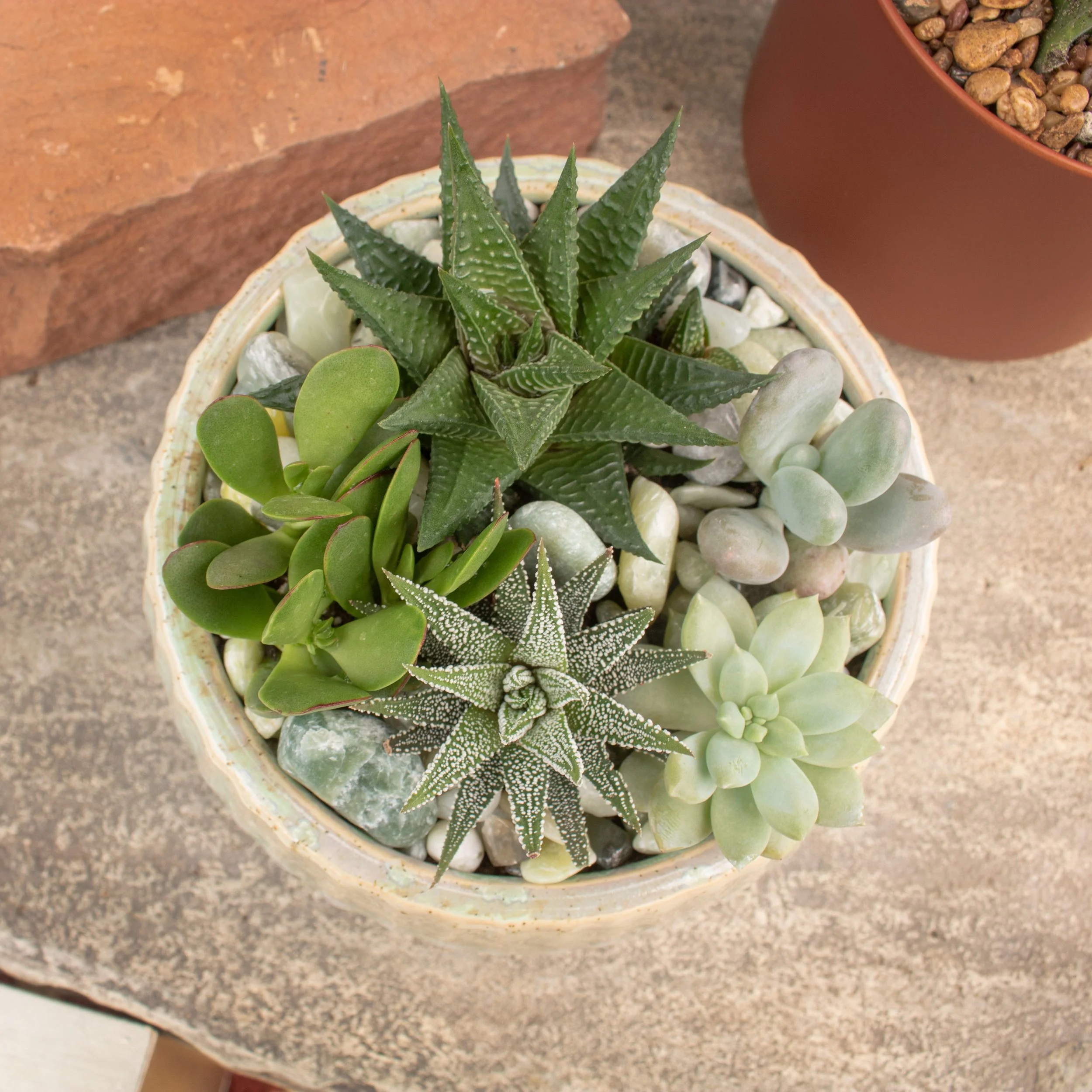 Mesa Verde — Cactus & Tropicals