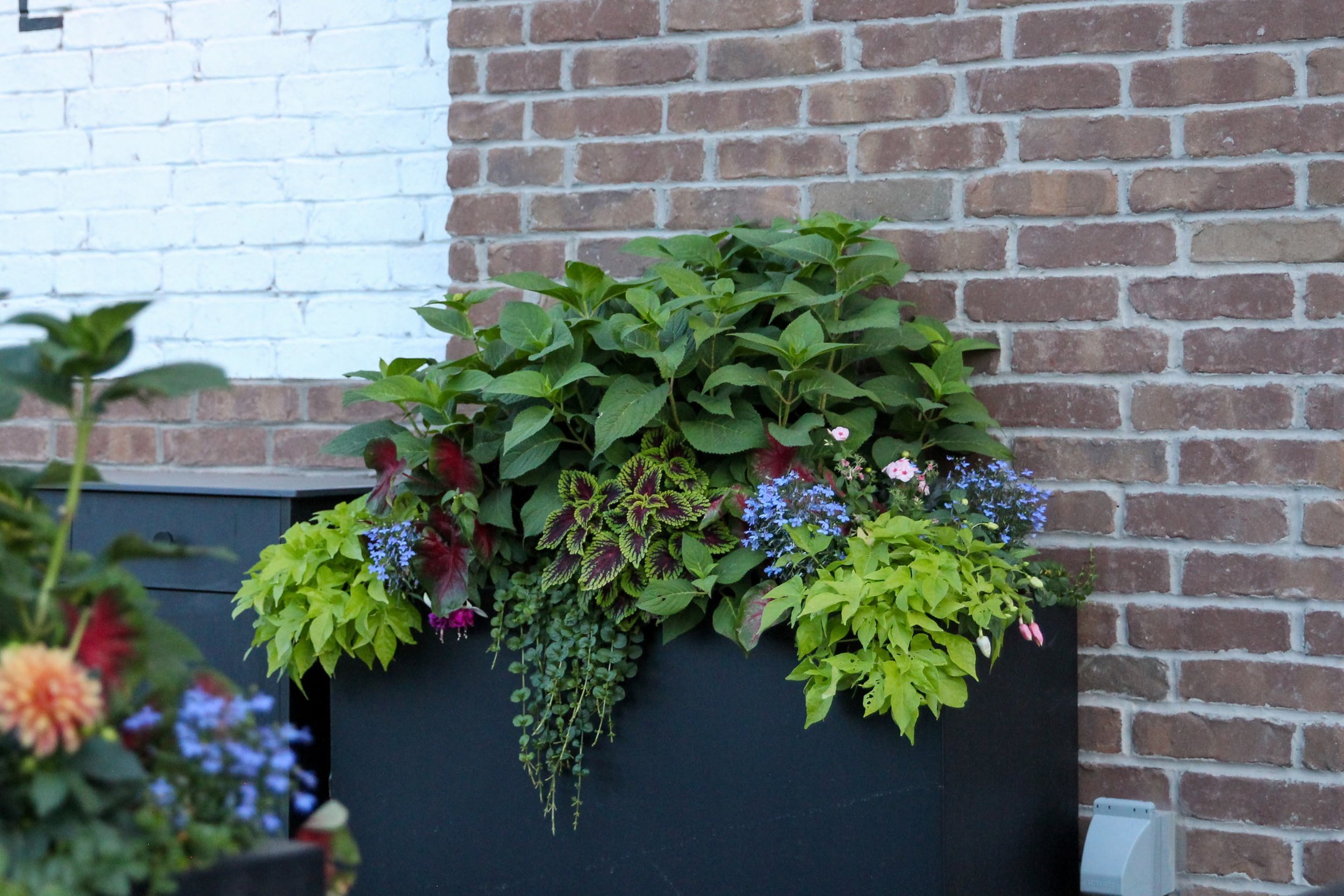 Tempting combinations to plant an outdoor container garden Salt Lake.jpg