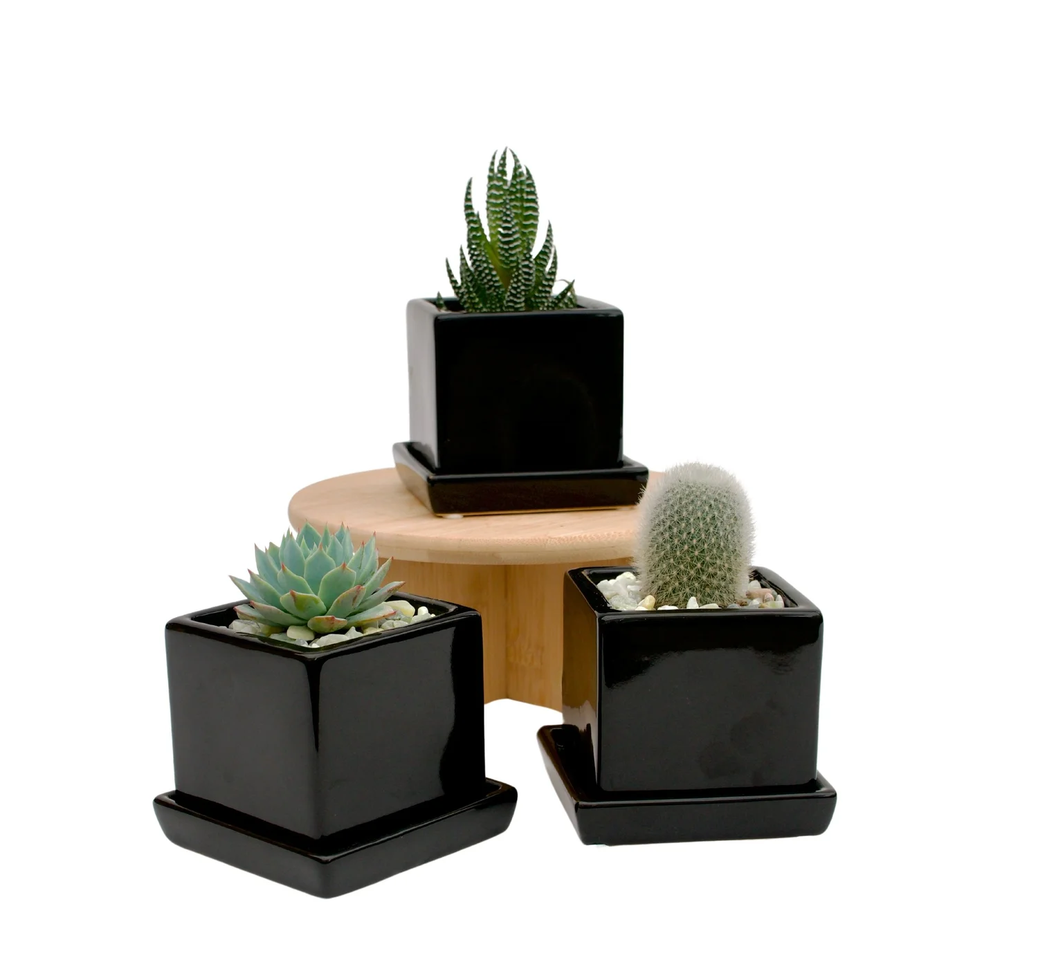 Three Mini Succulents and Cacti  Cactus & Tropicals