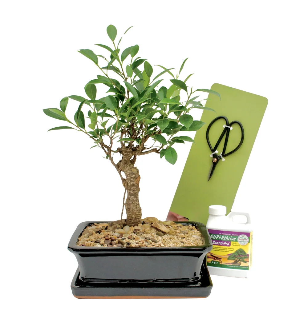 Bonsai Starter Kit  Cactus & Tropicals