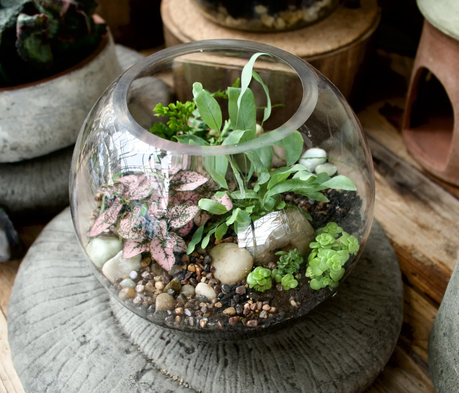 Terrarium  Cactus & Tropicals