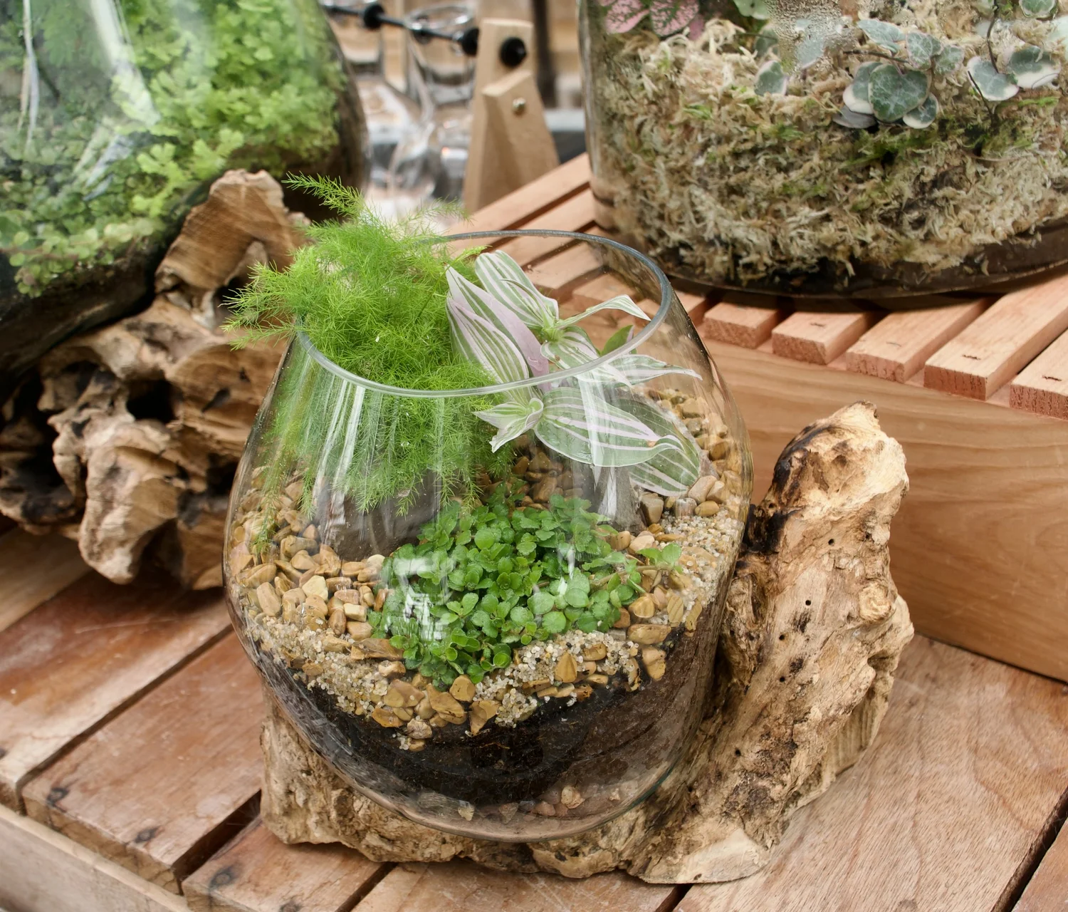 Natural Wood Terrarium — Cactus & Tropicals