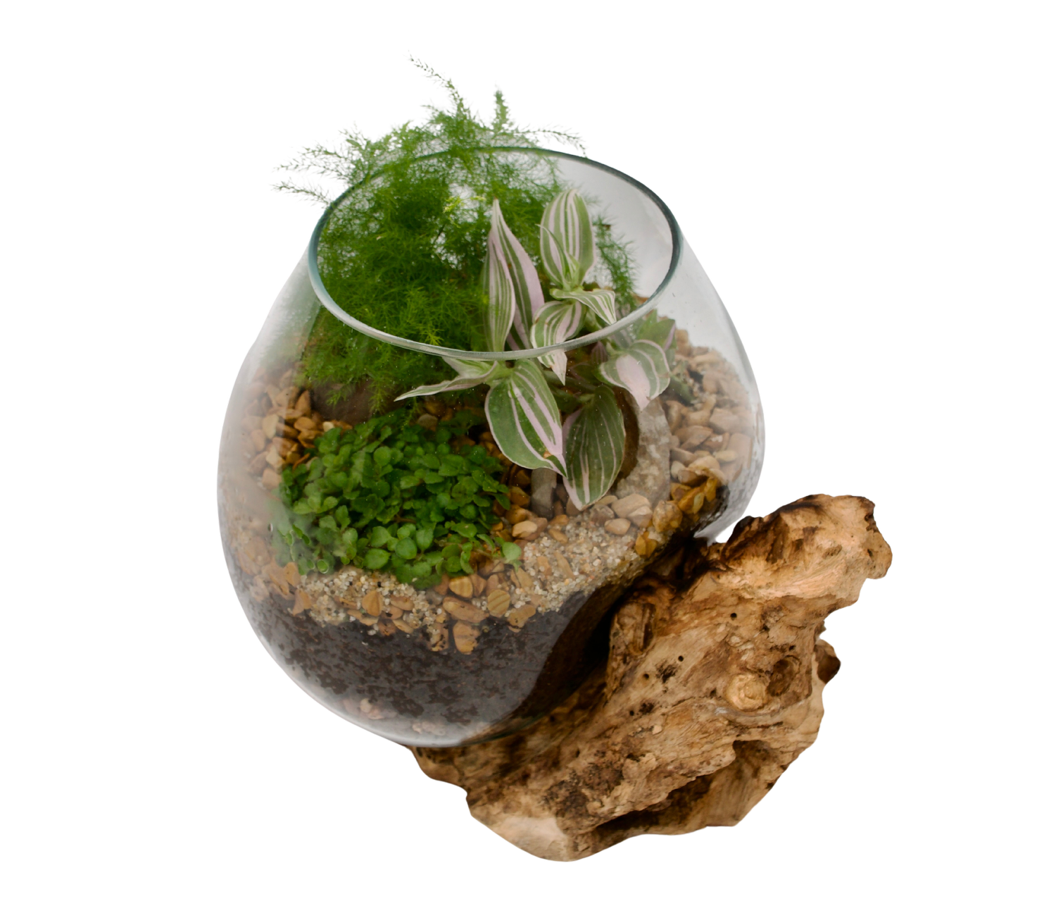 Natural Wood Terrarium — Cactus & Tropicals