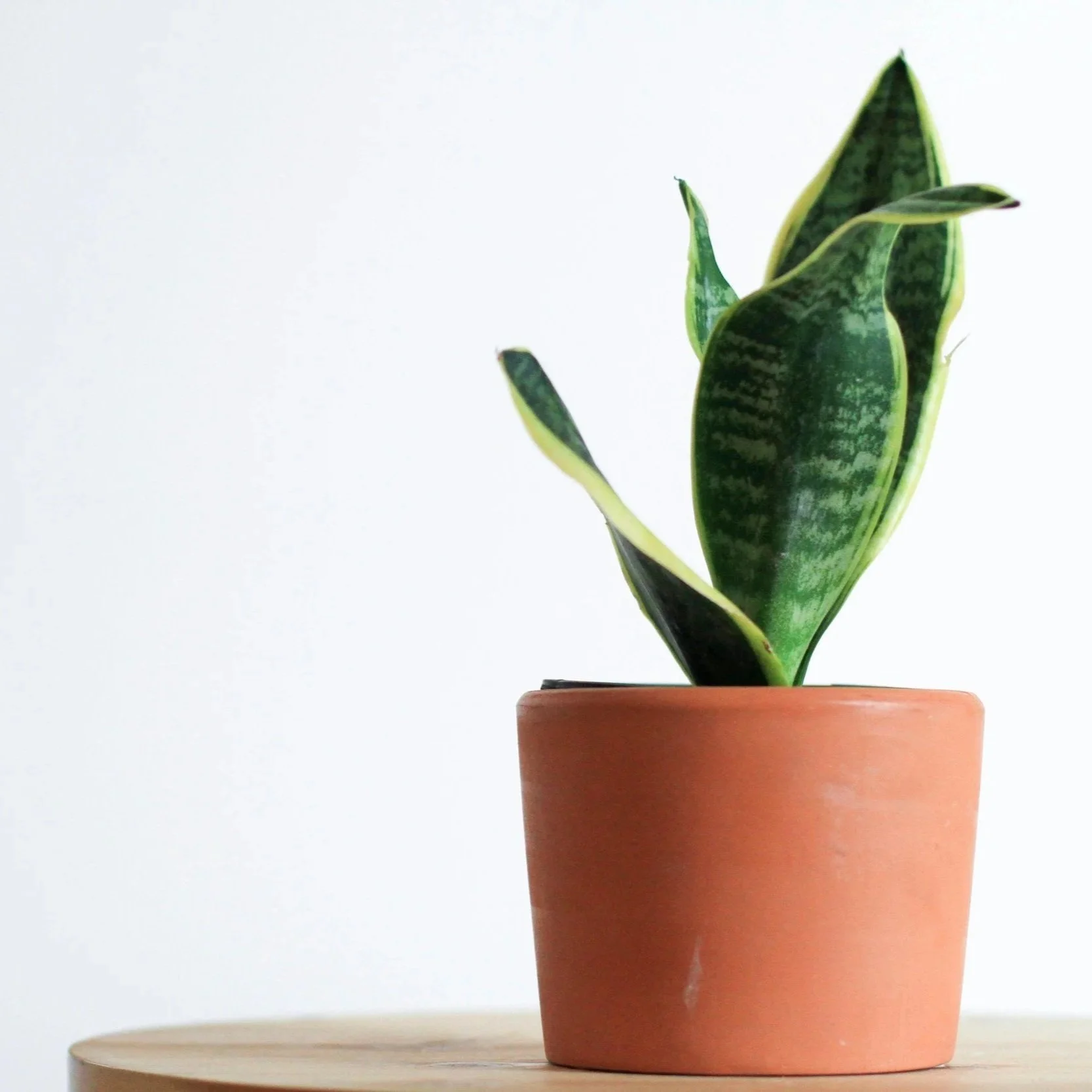 Houseplants That Clean the Air and How to Care for Them&nbsp;