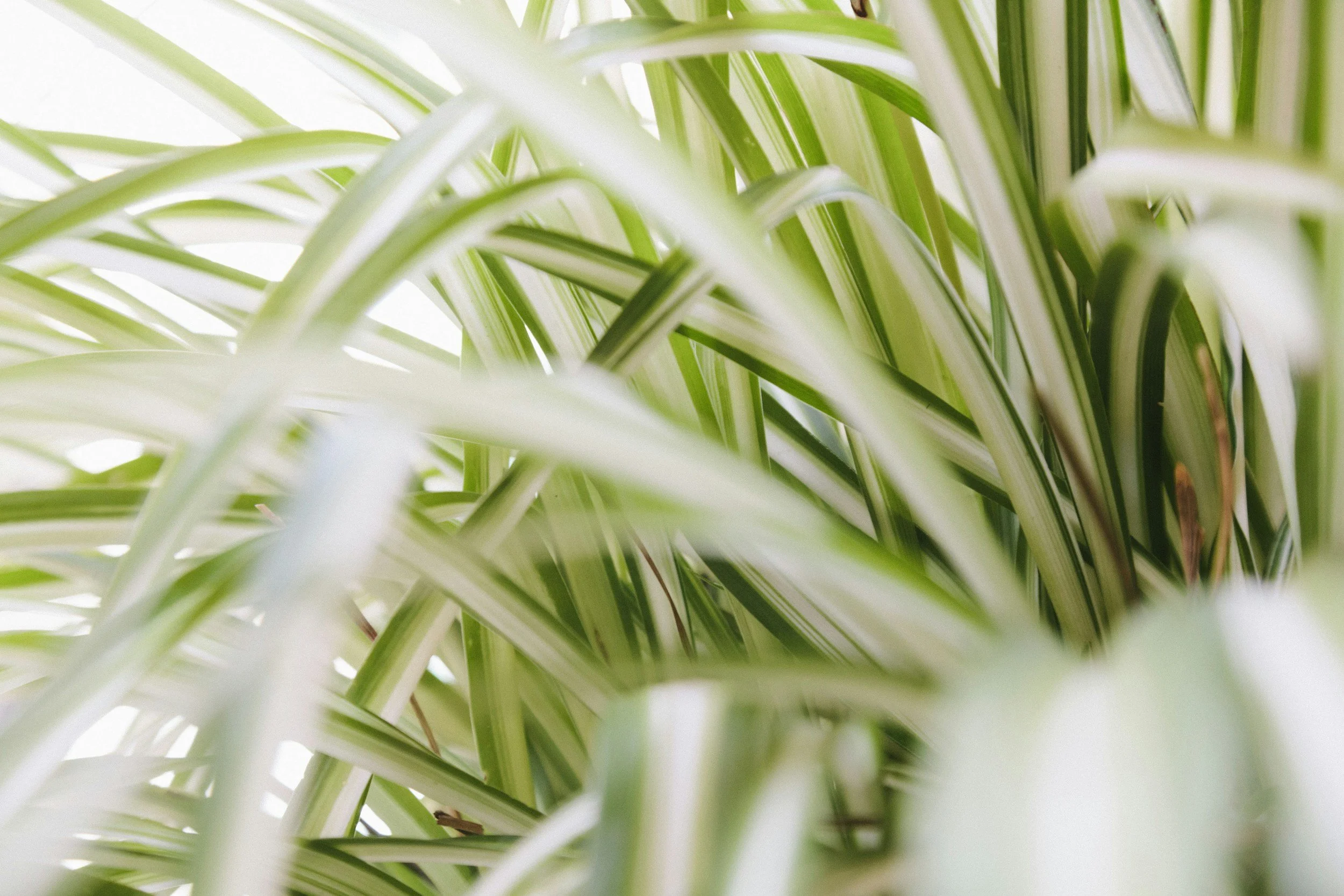 Pet-Friendly Houseplant Guide