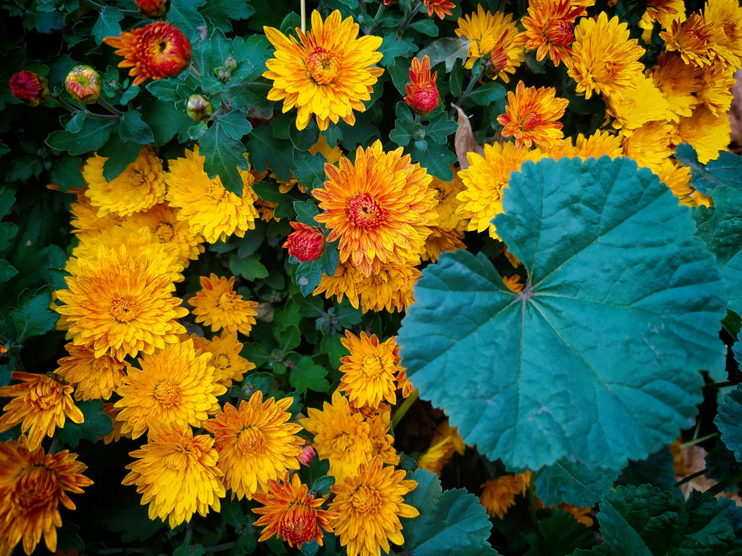 Bright yellow and orange chrysanthemums surrounded by dark green leaves.