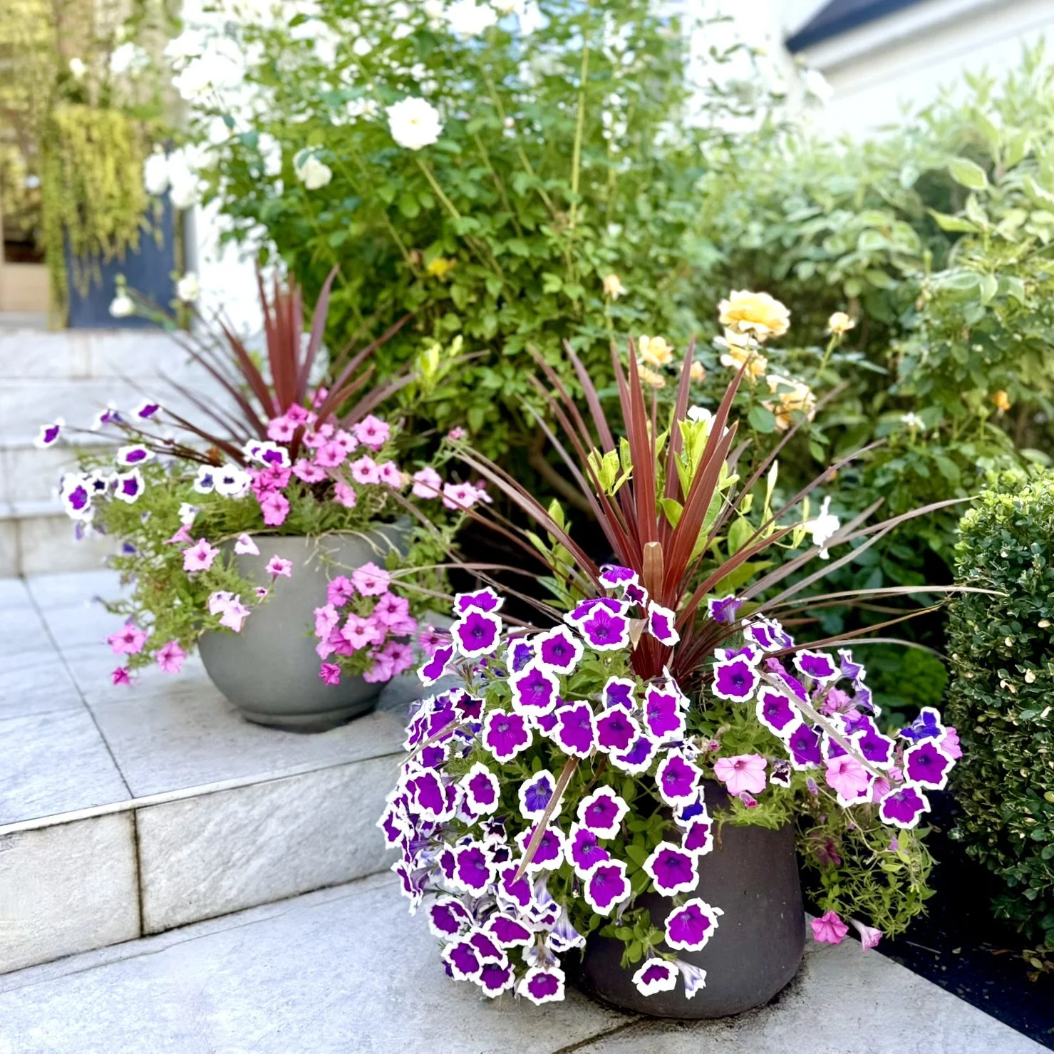 TRADITIONAL - FULL SUN