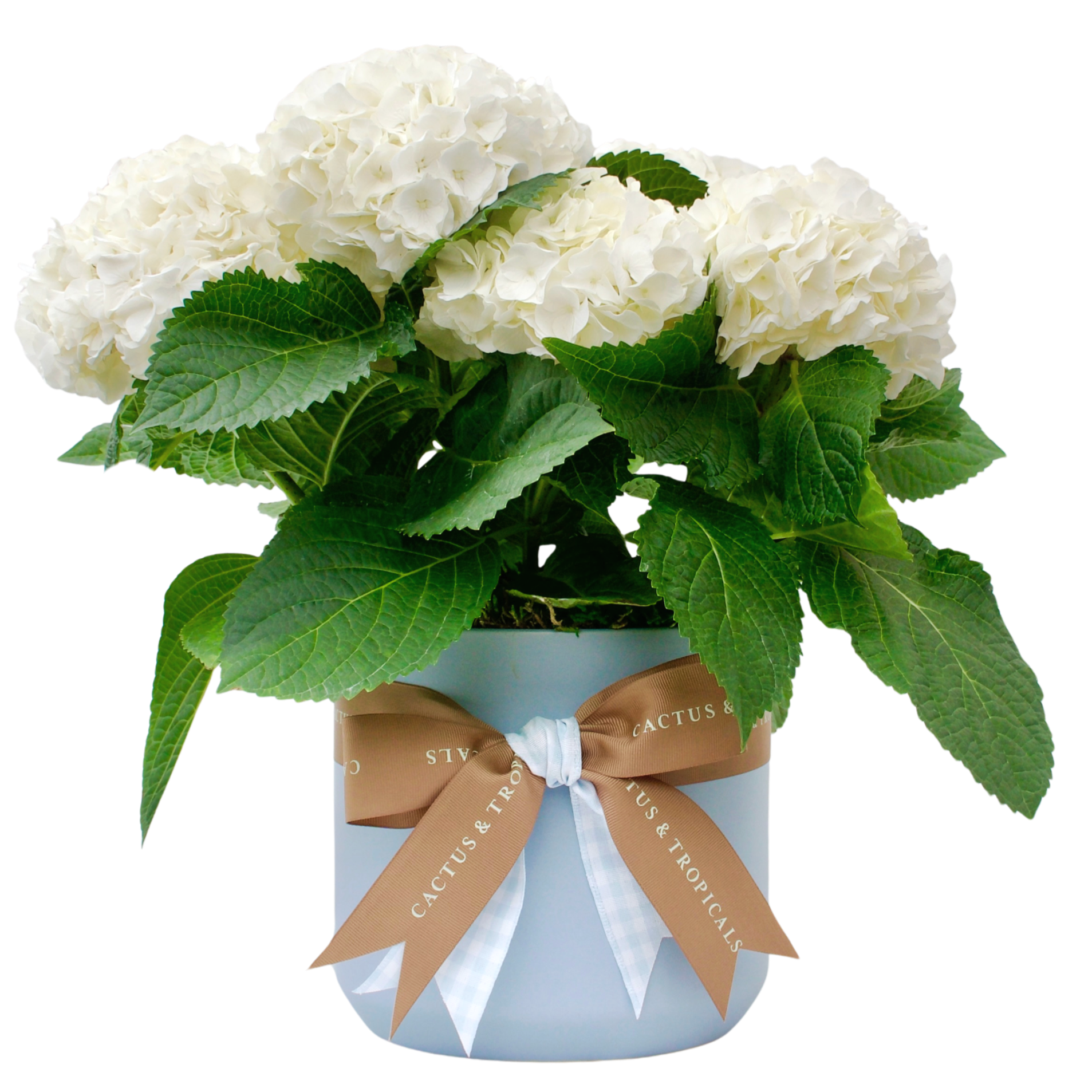 hydrangea%252BBlue%252BMothers%252BDay%252BWhite.png.png