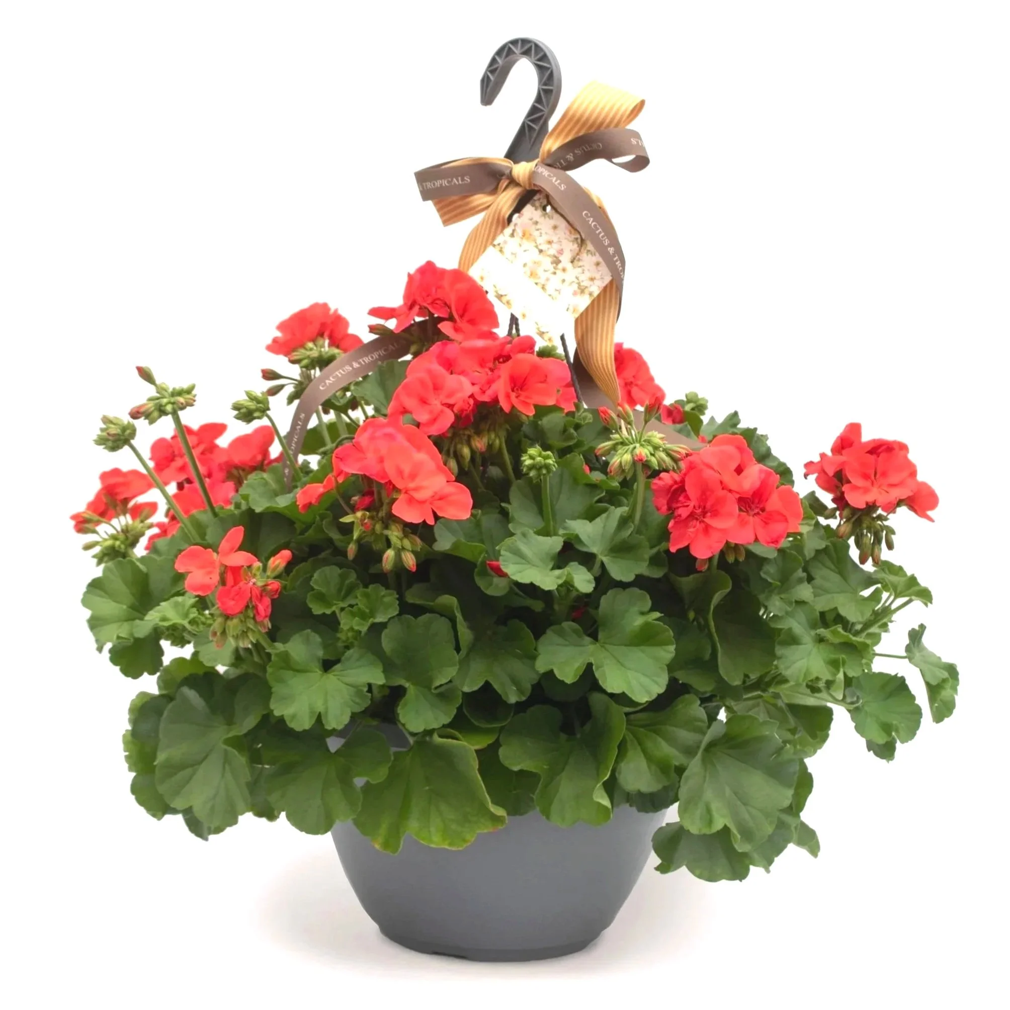 Geranium Hanging Basket - Full Sun