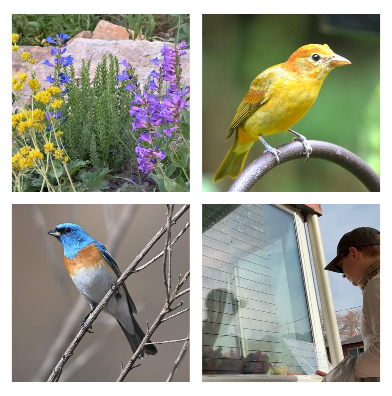 Creating+Bird+Friendly+Spaces.png