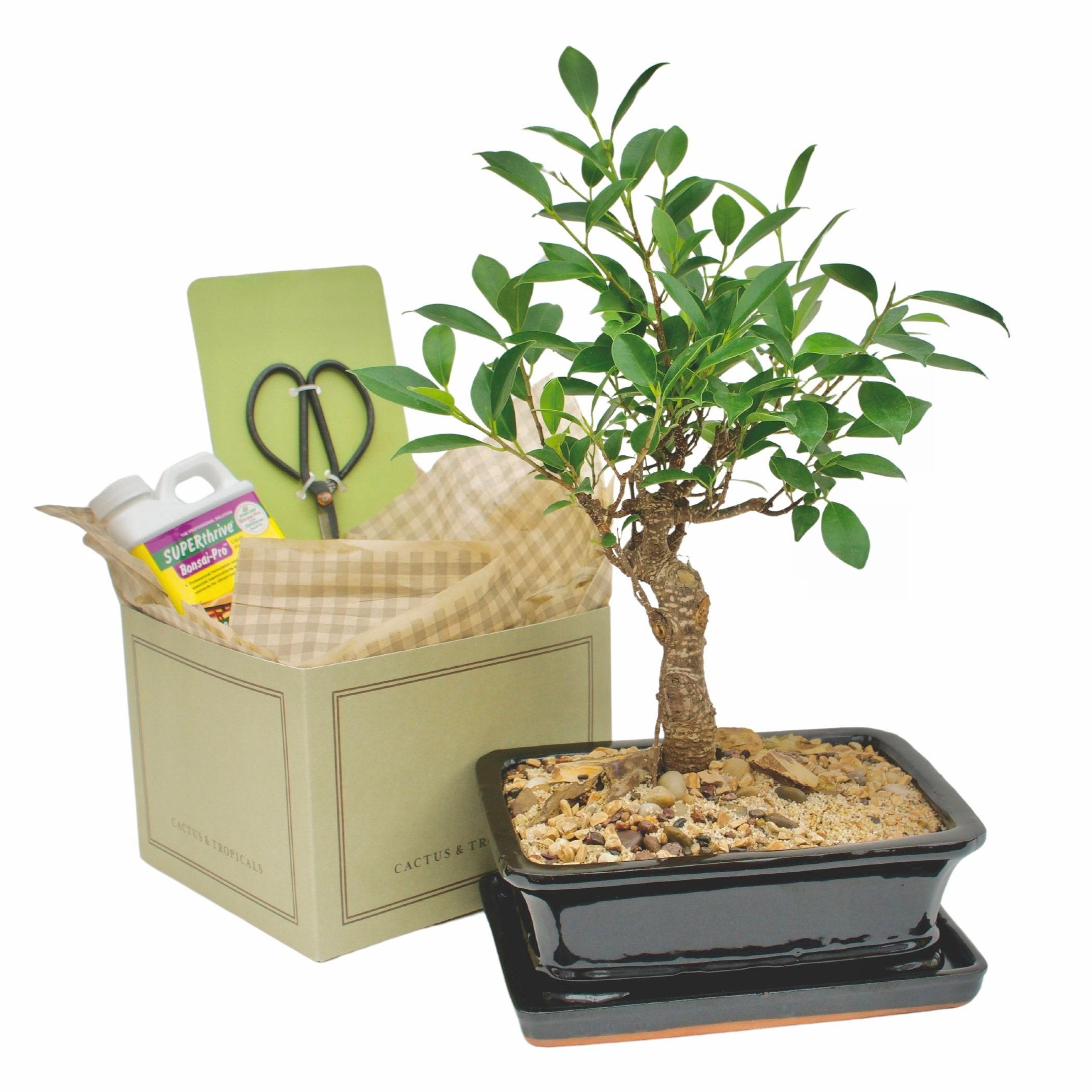 Bonsai Starter Kit