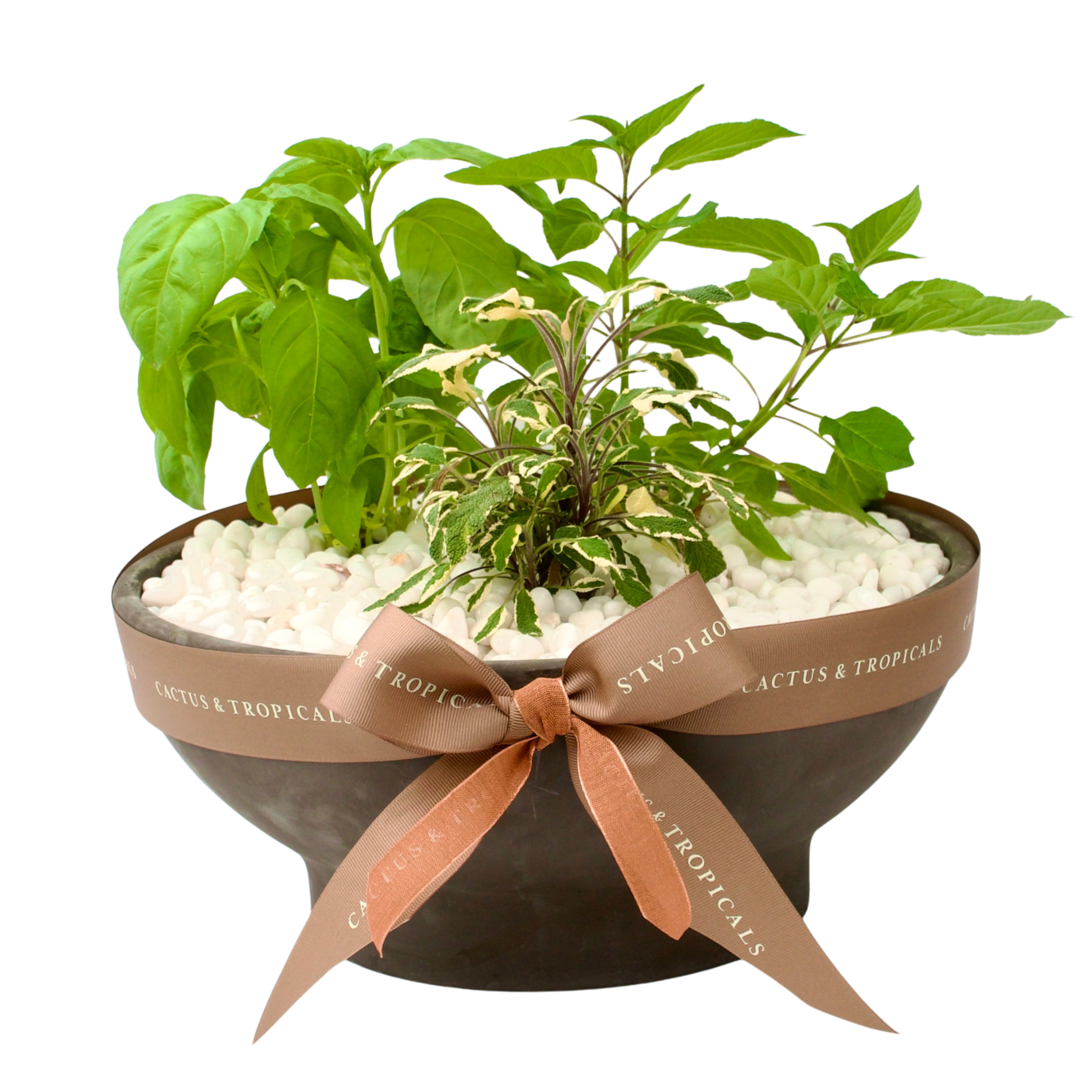 Mothers%252BDay%252BPotted%252BHerbs.png (Copy)