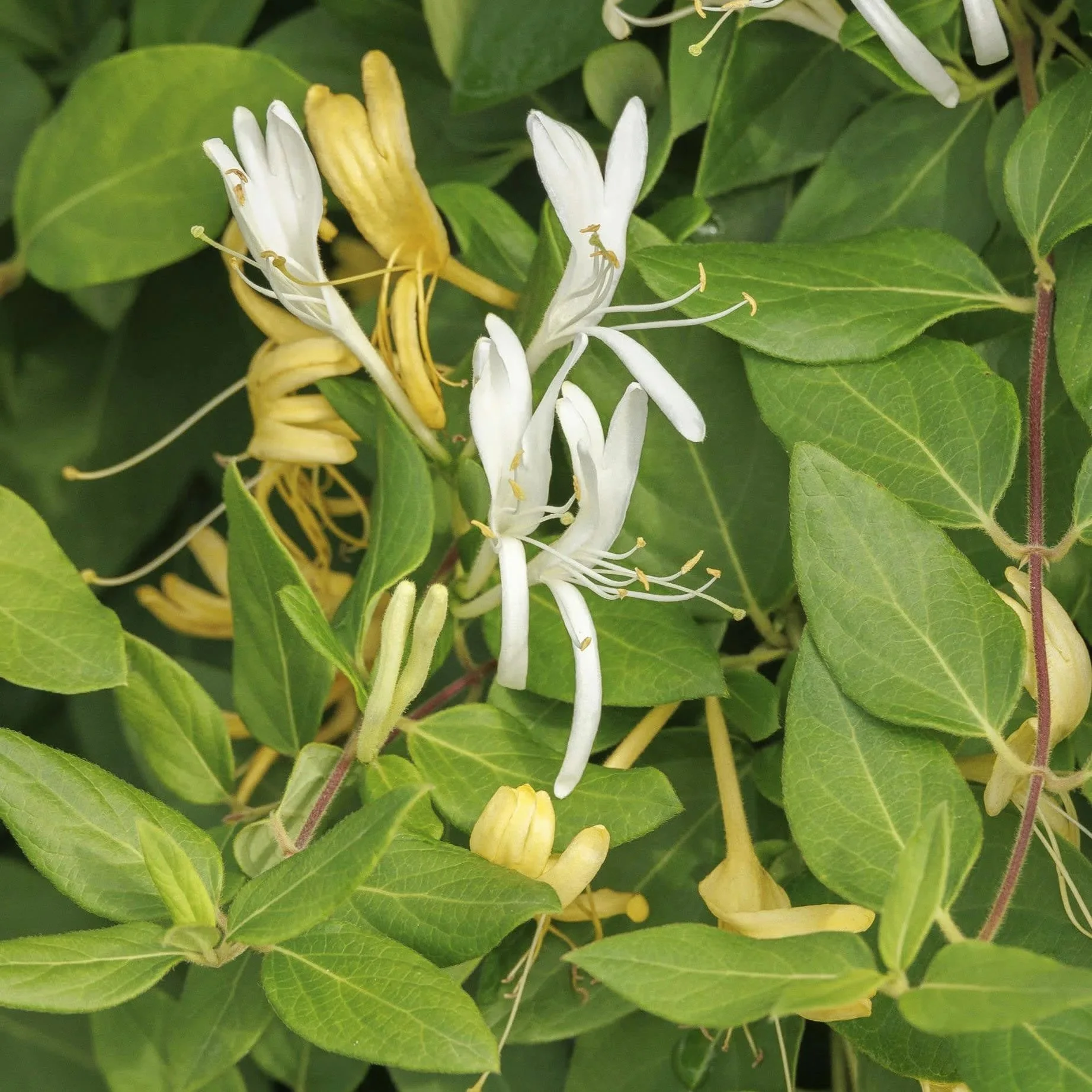 Lonicera_Honeysuckle_Vine.jpg